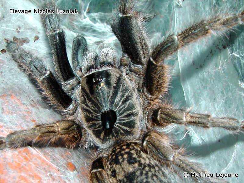 ceratogyrus_marshalli2ml