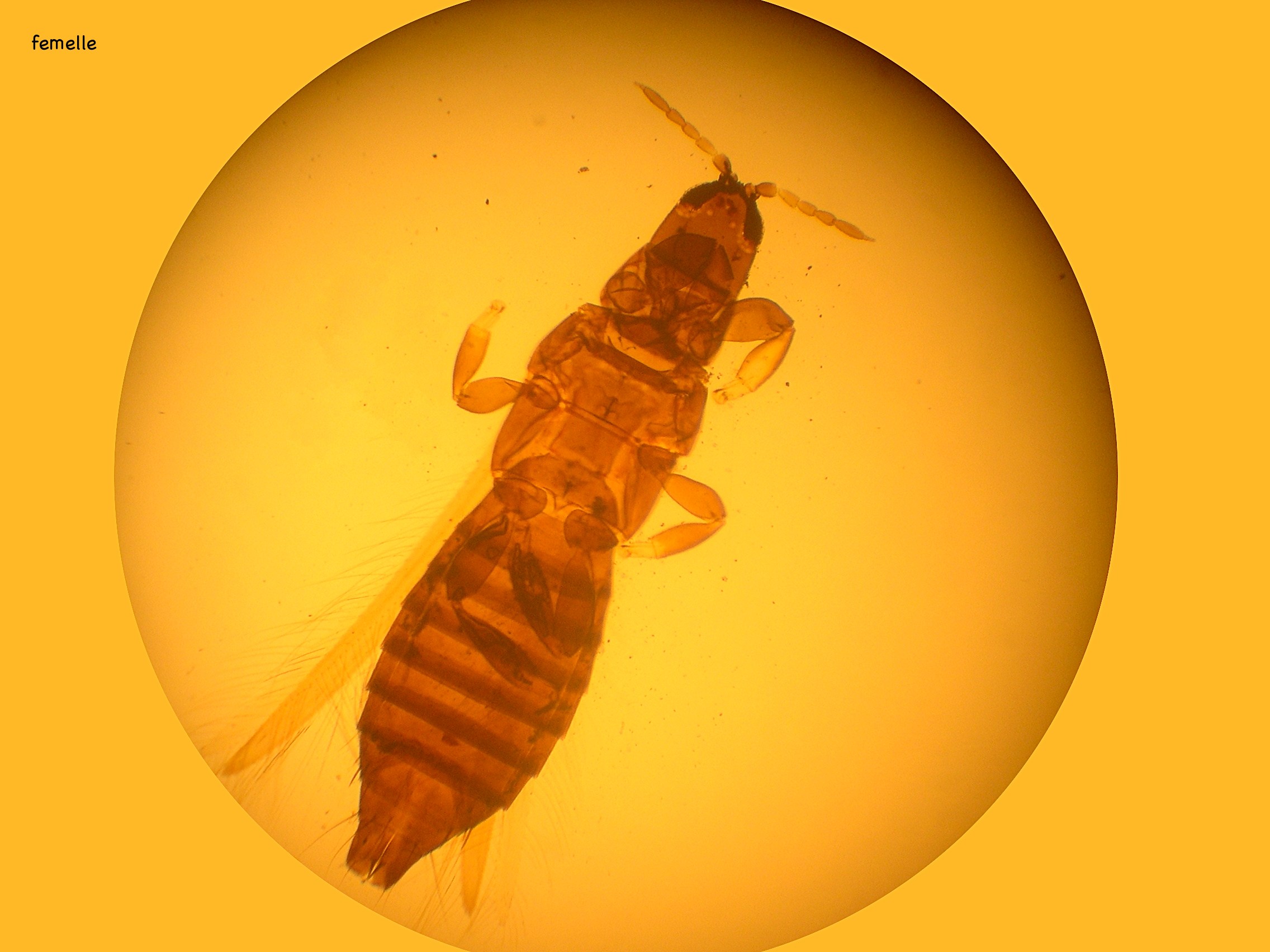 chirothrips_manicata1md