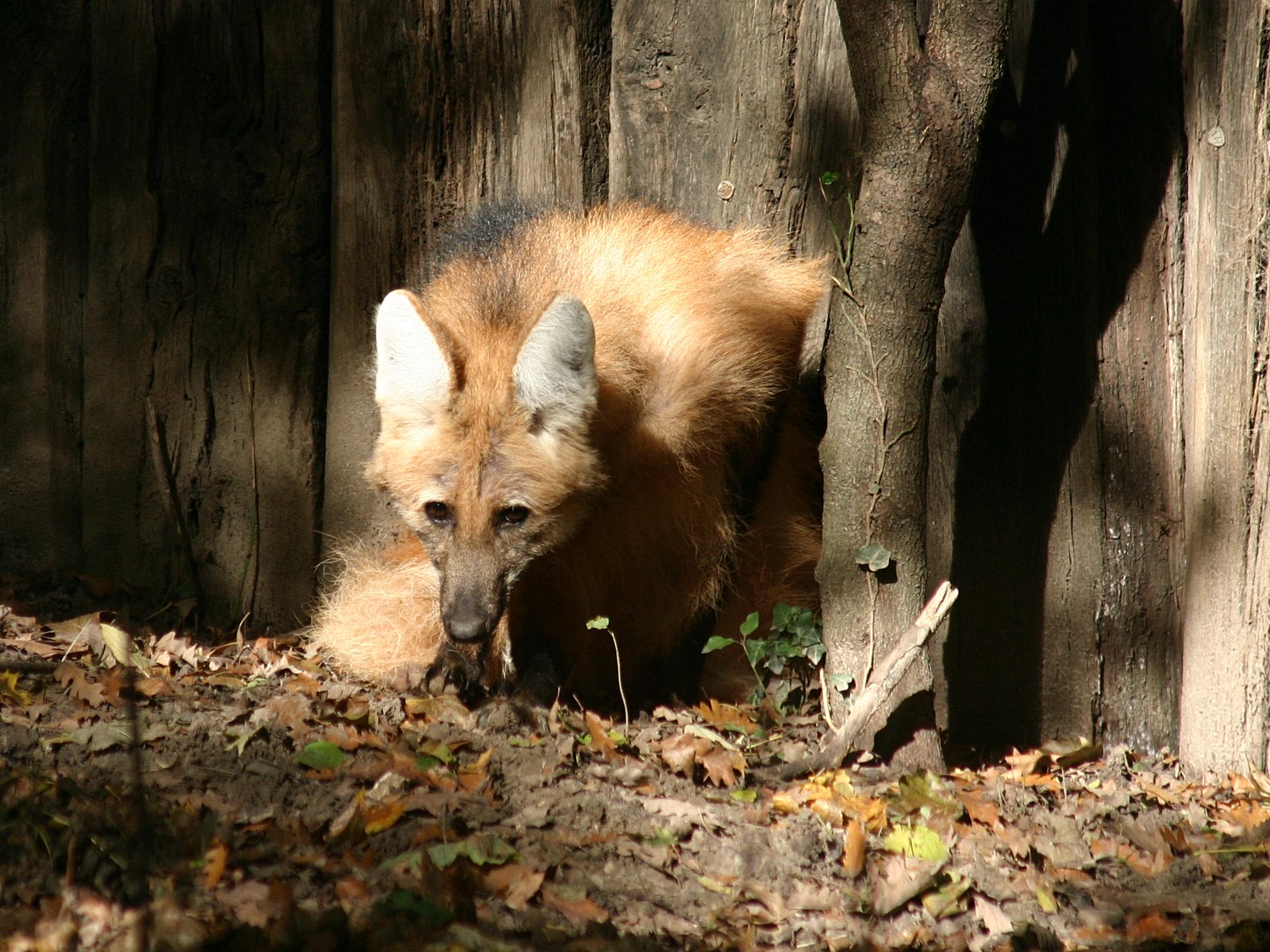 chrysocyon_brachyurus2sd