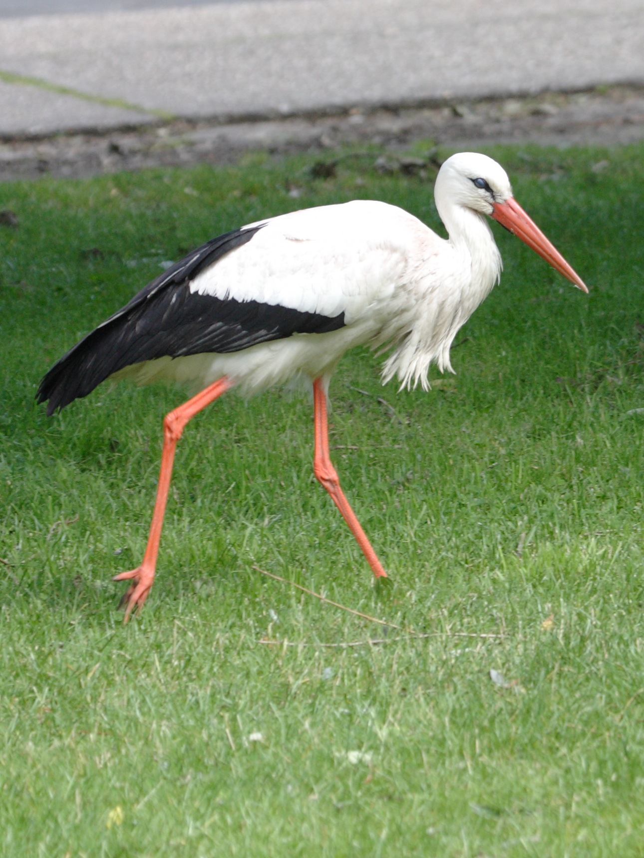 cigogne_blanche_-_ciconia_ciconia1bd