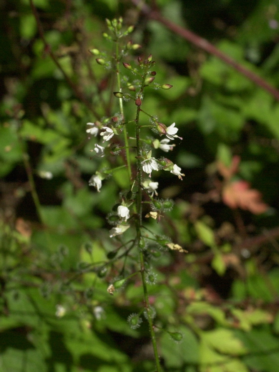 Afficher le média circaea_lutetiana2md circaea_lutetiana2md