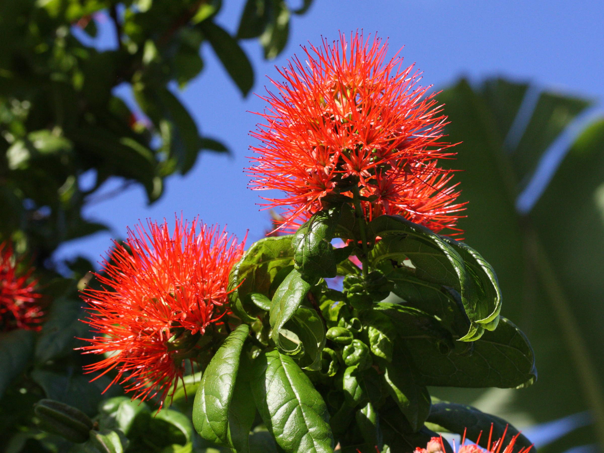 Afficher le média combretum_constrictum3md combretum_constrictum3md