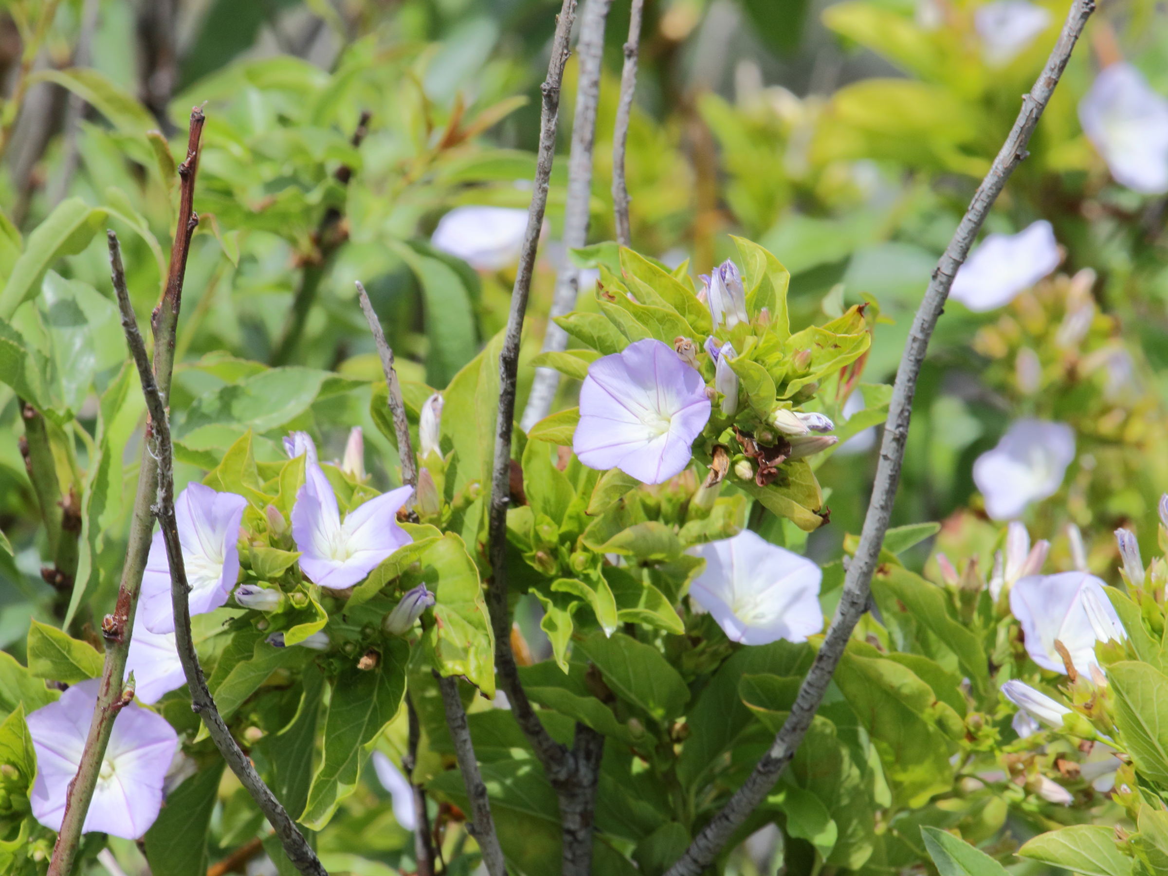 convolvulus_lopezsocasi3bd