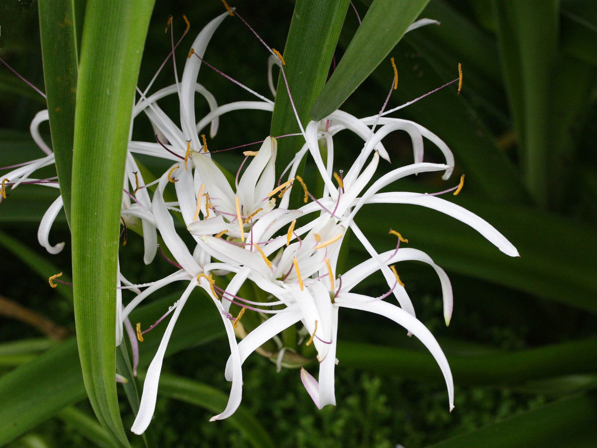 crinum_mauritianum3md