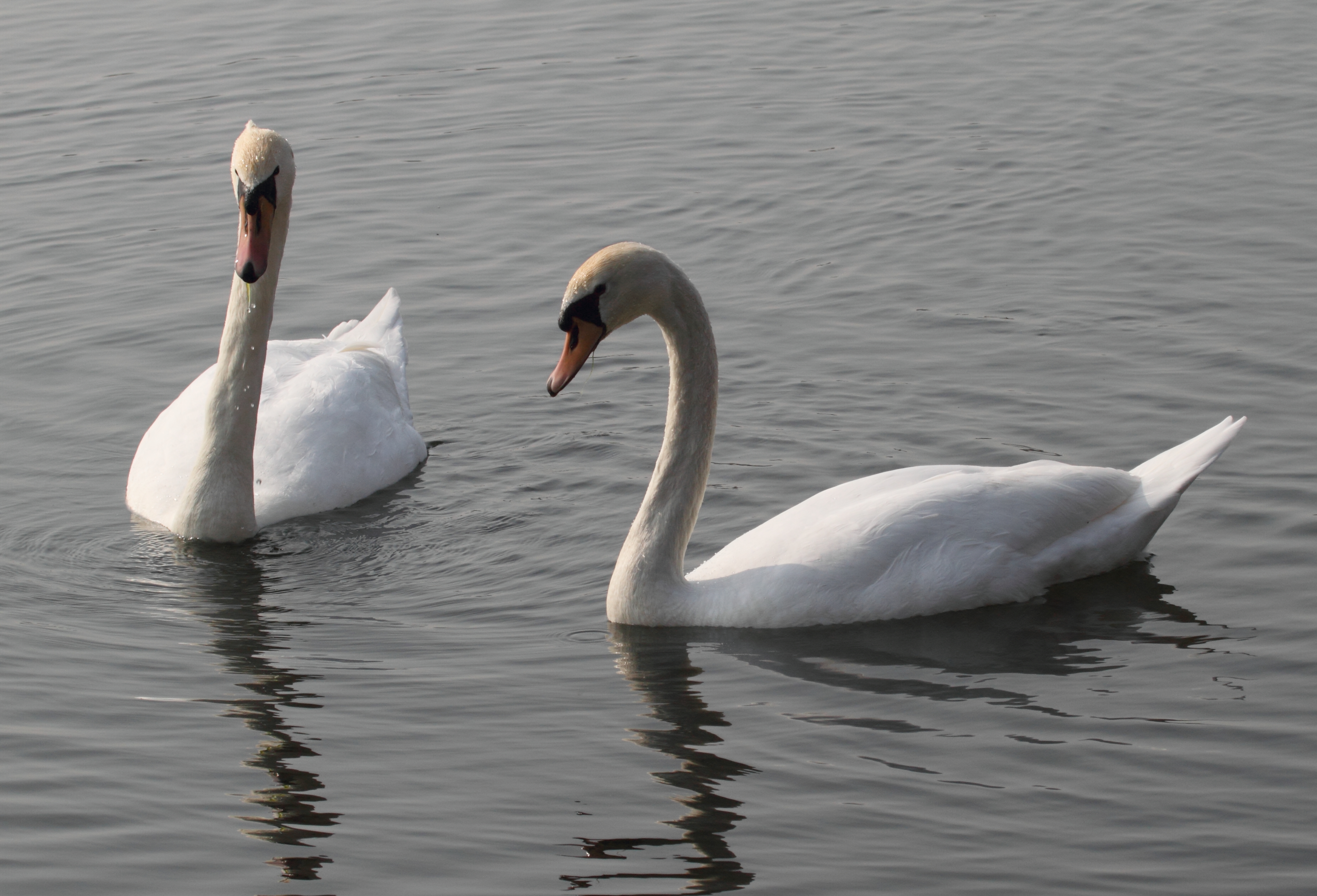 cygne_tubercule_-_cygnus_olor1bd