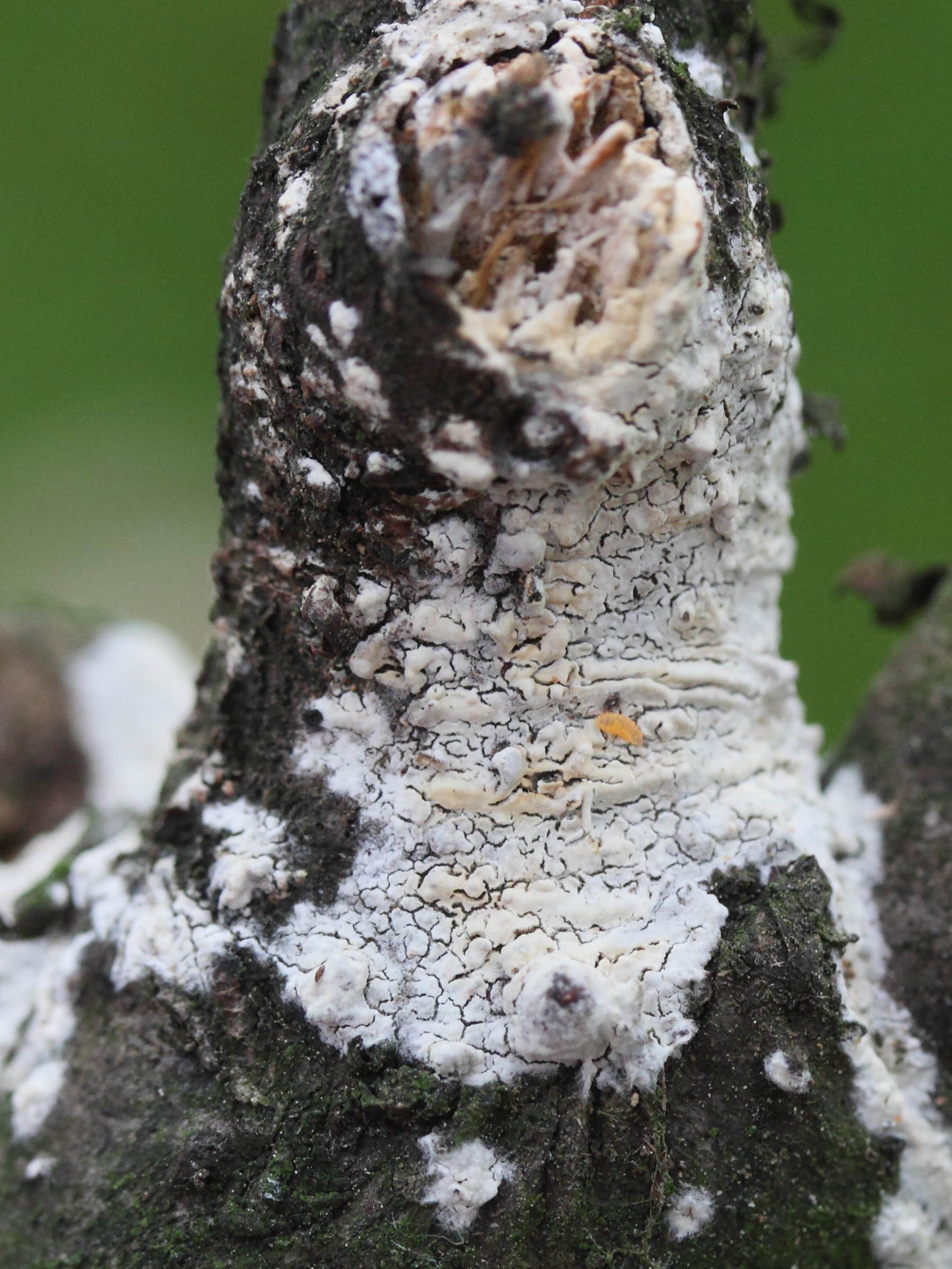 cylindrobasidium_laeve2mdjpg