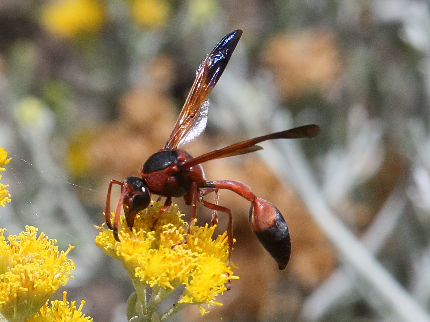 delta_dimidiatipenne5bd