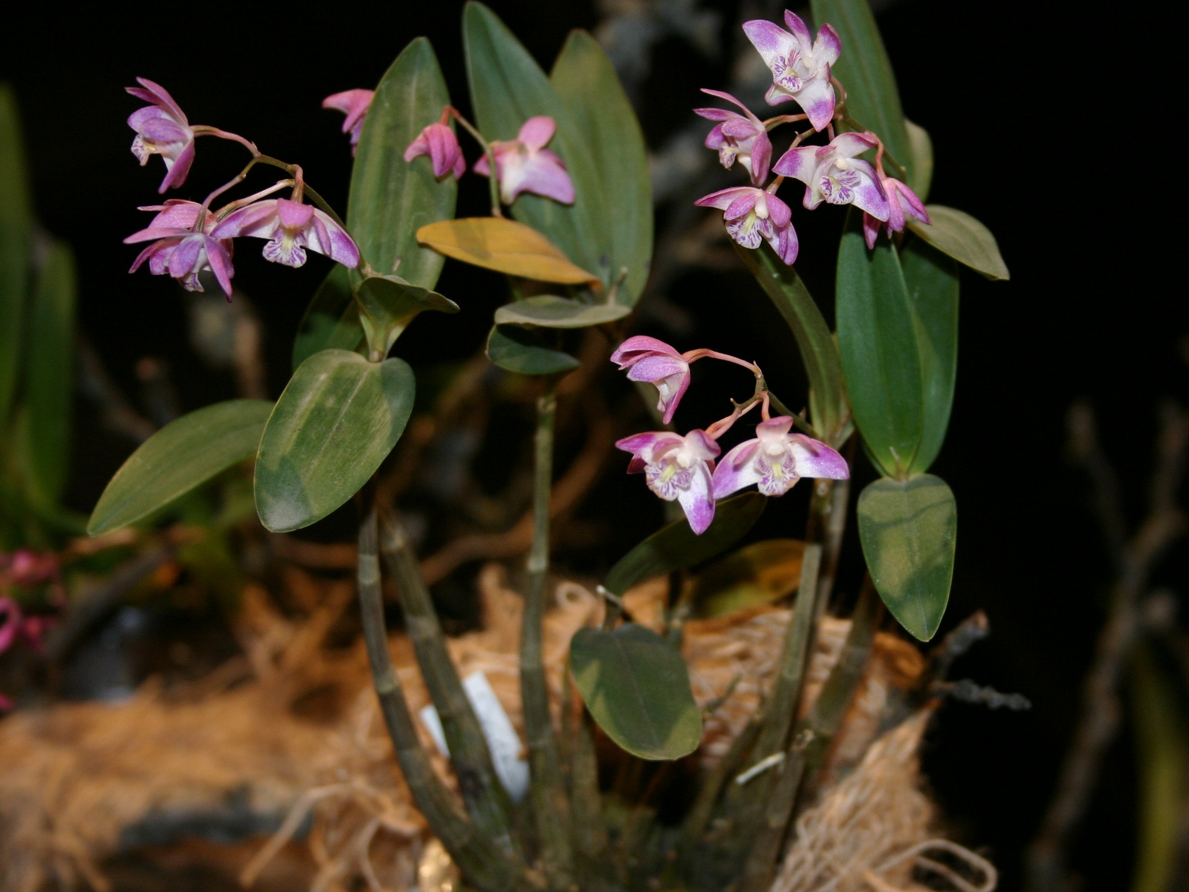 Afficher le média dendrobium_kingianum1sd dendrobium_kingianum1sd