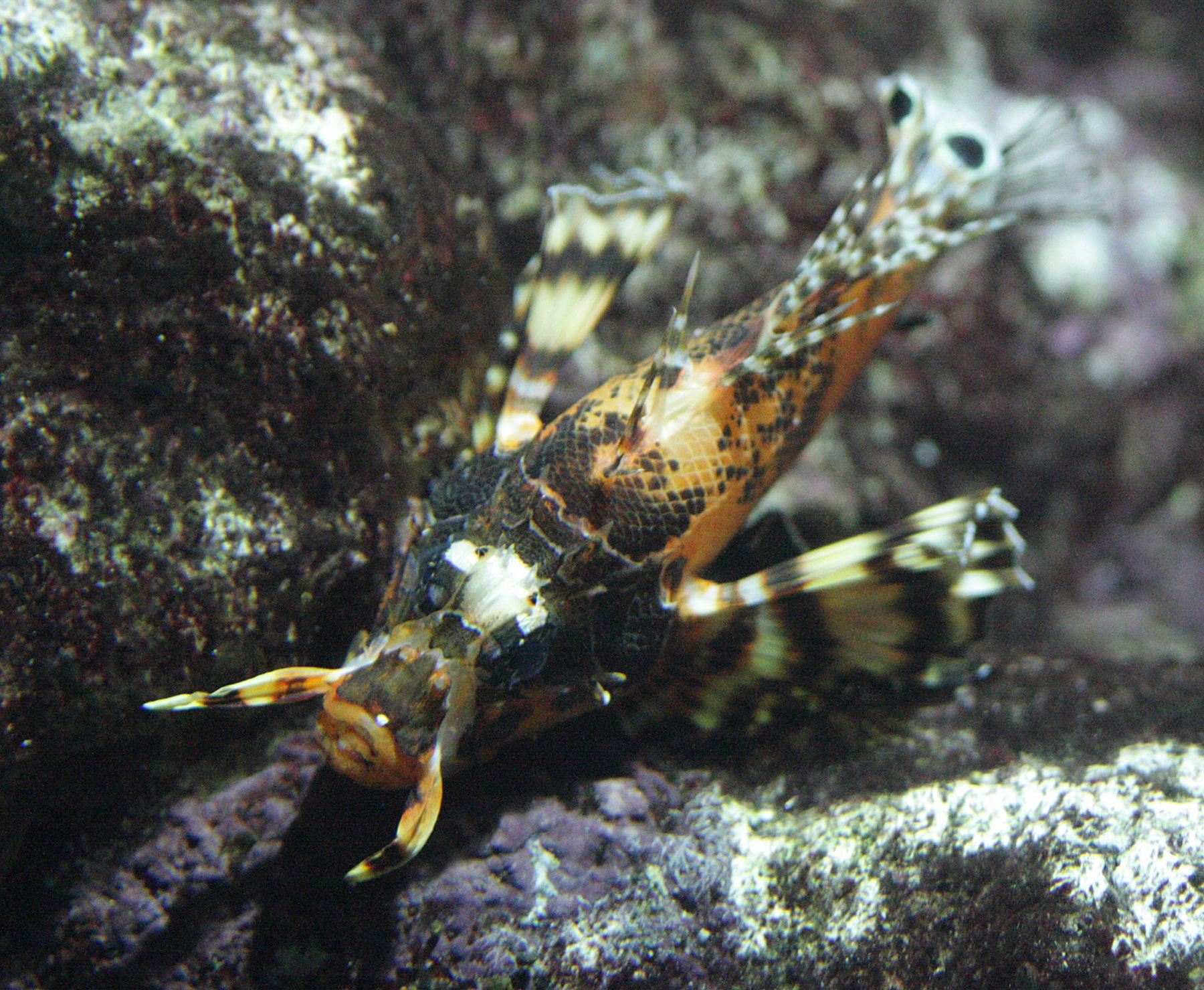 Afficher le média dendrochirus_biocellatus2bd dendrochirus_biocellatus2bd