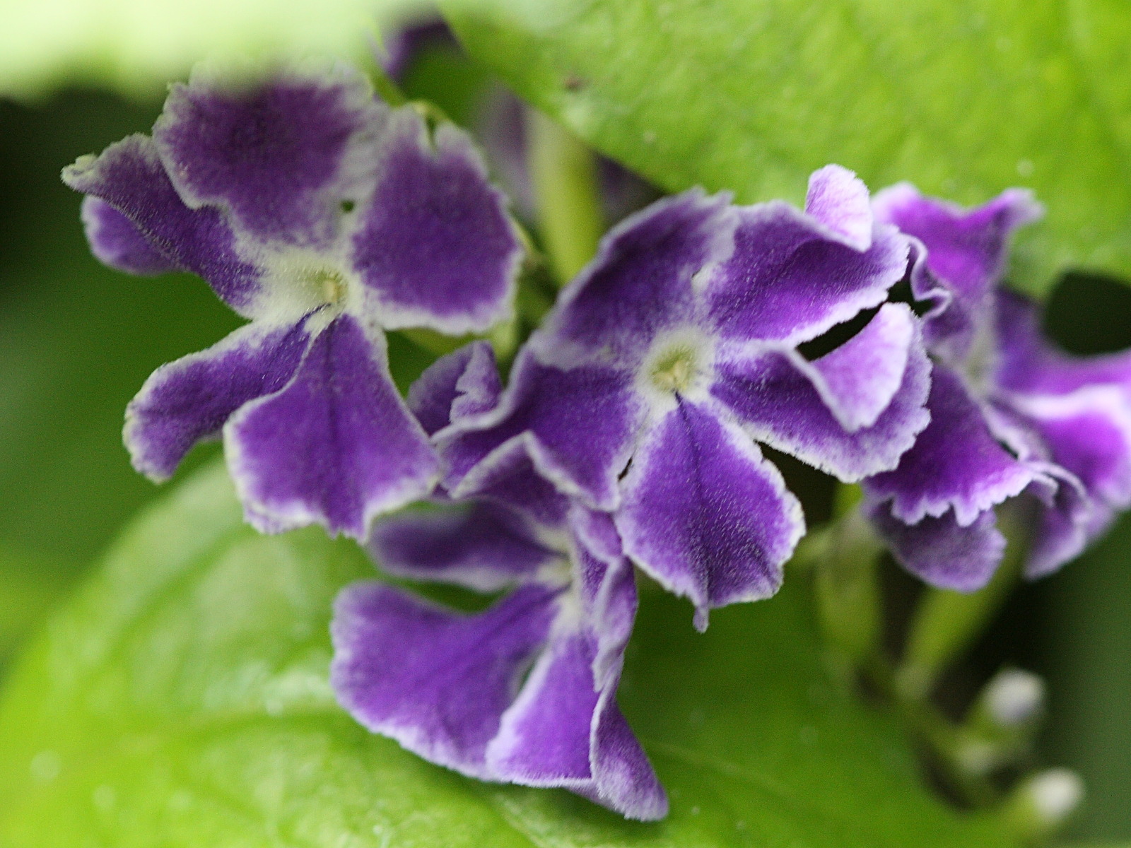 Afficher le média duranta_erecta3bd duranta_erecta3bd