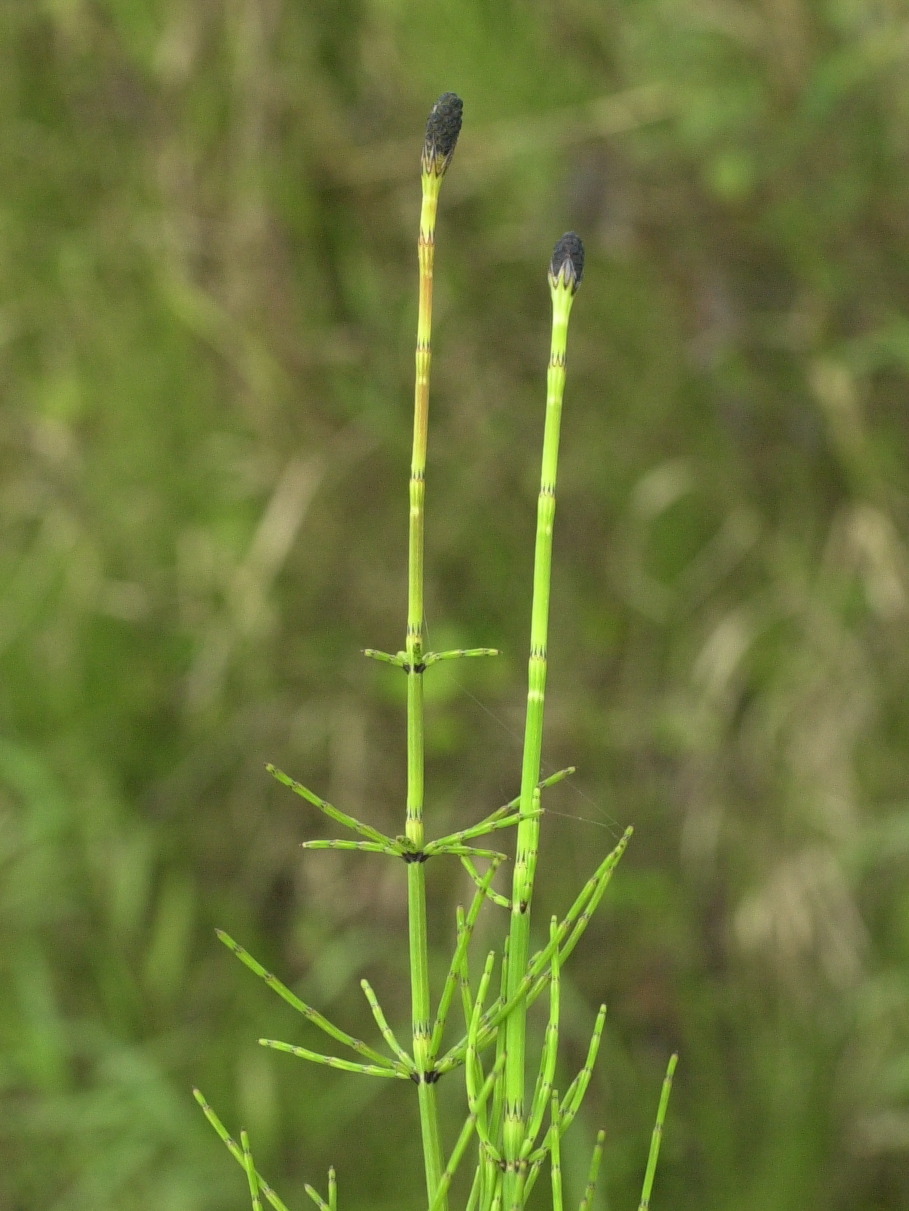 equisetum_palustre2md