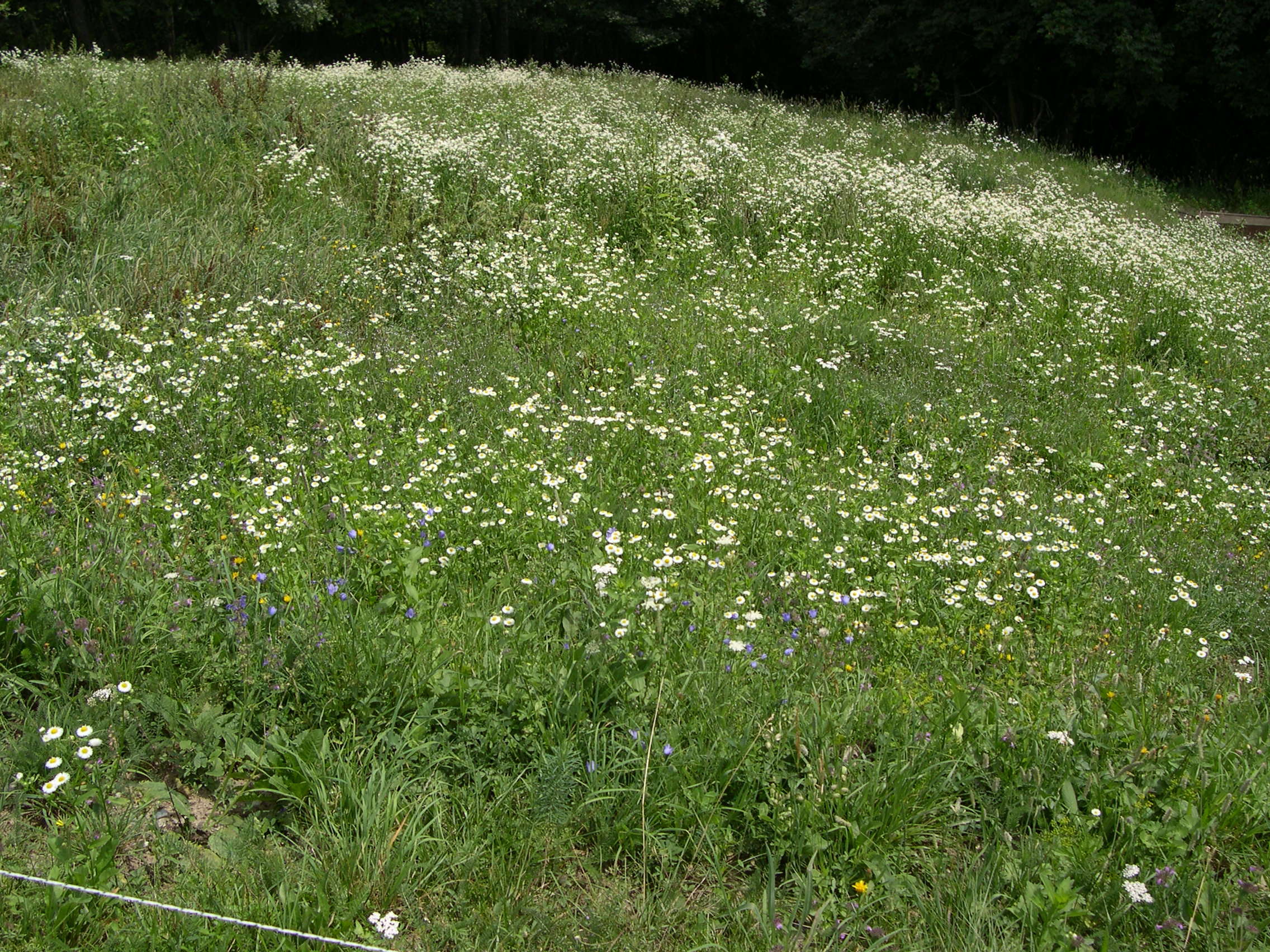 Afficher le média erigeron_annuus1md erigeron_annuus1md
