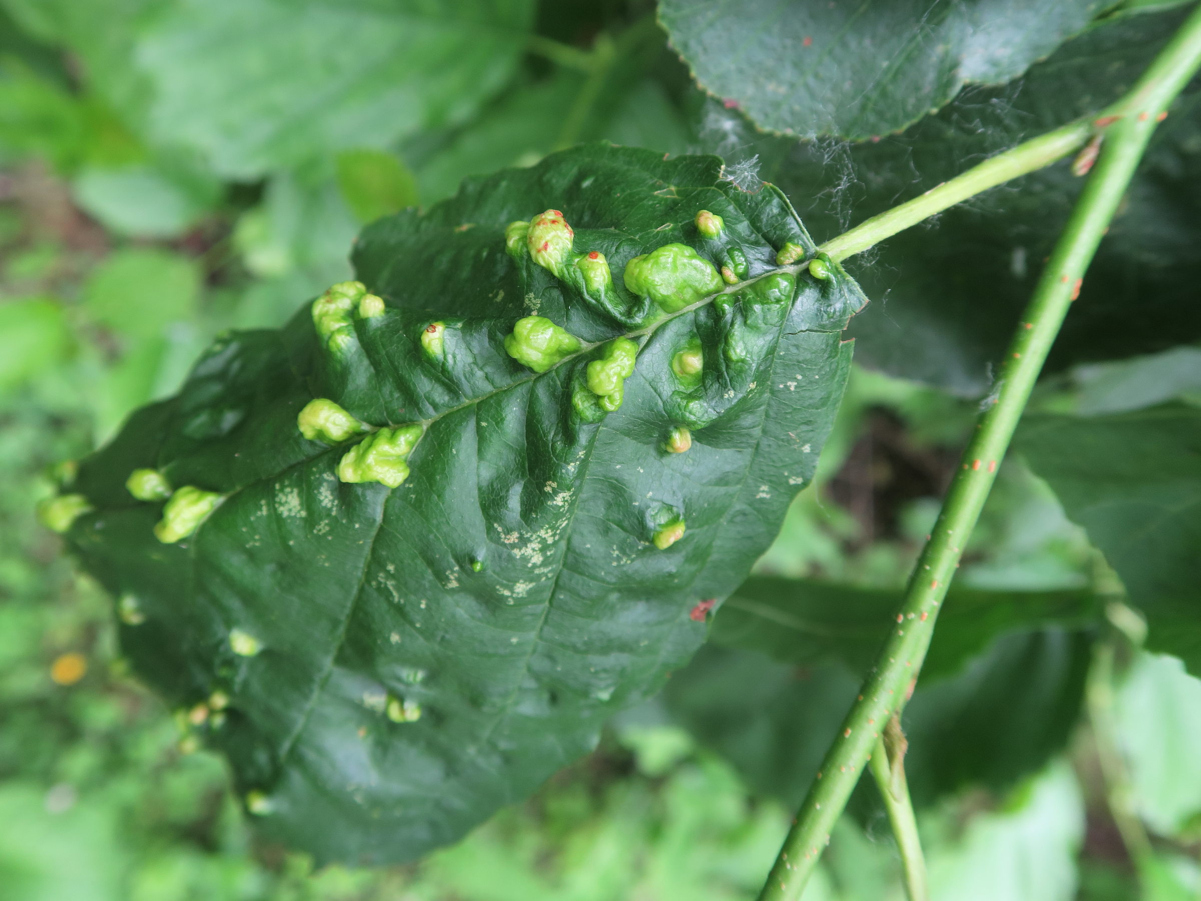 Afficher le média eriophyes_inangulis_galle1md eriophyes_inangulis_galle1md