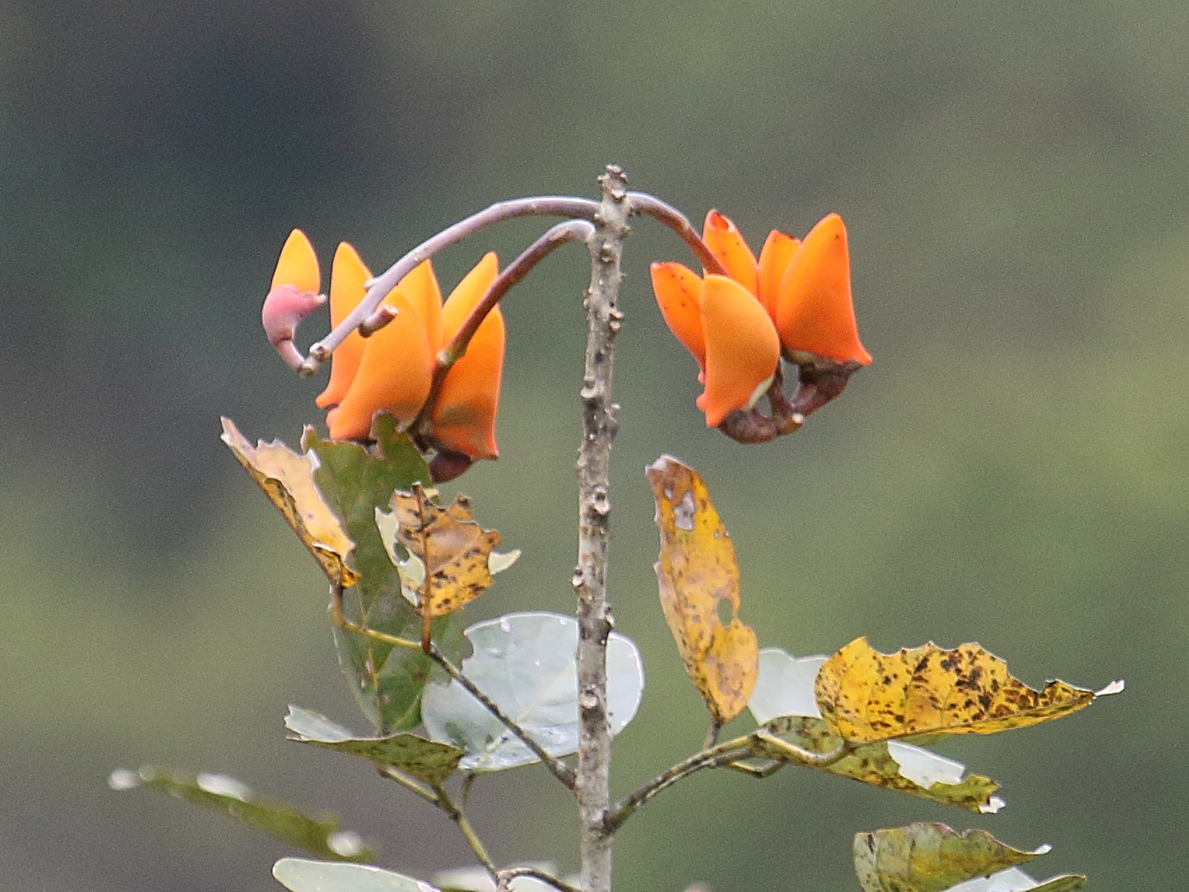 Afficher le média erythrina_fusca2bd erythrina_fusca2bd