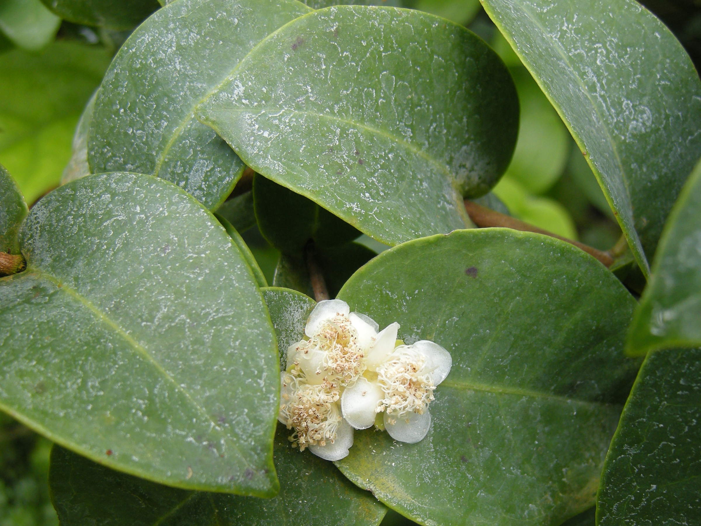 eugenia_gryposperma2bd