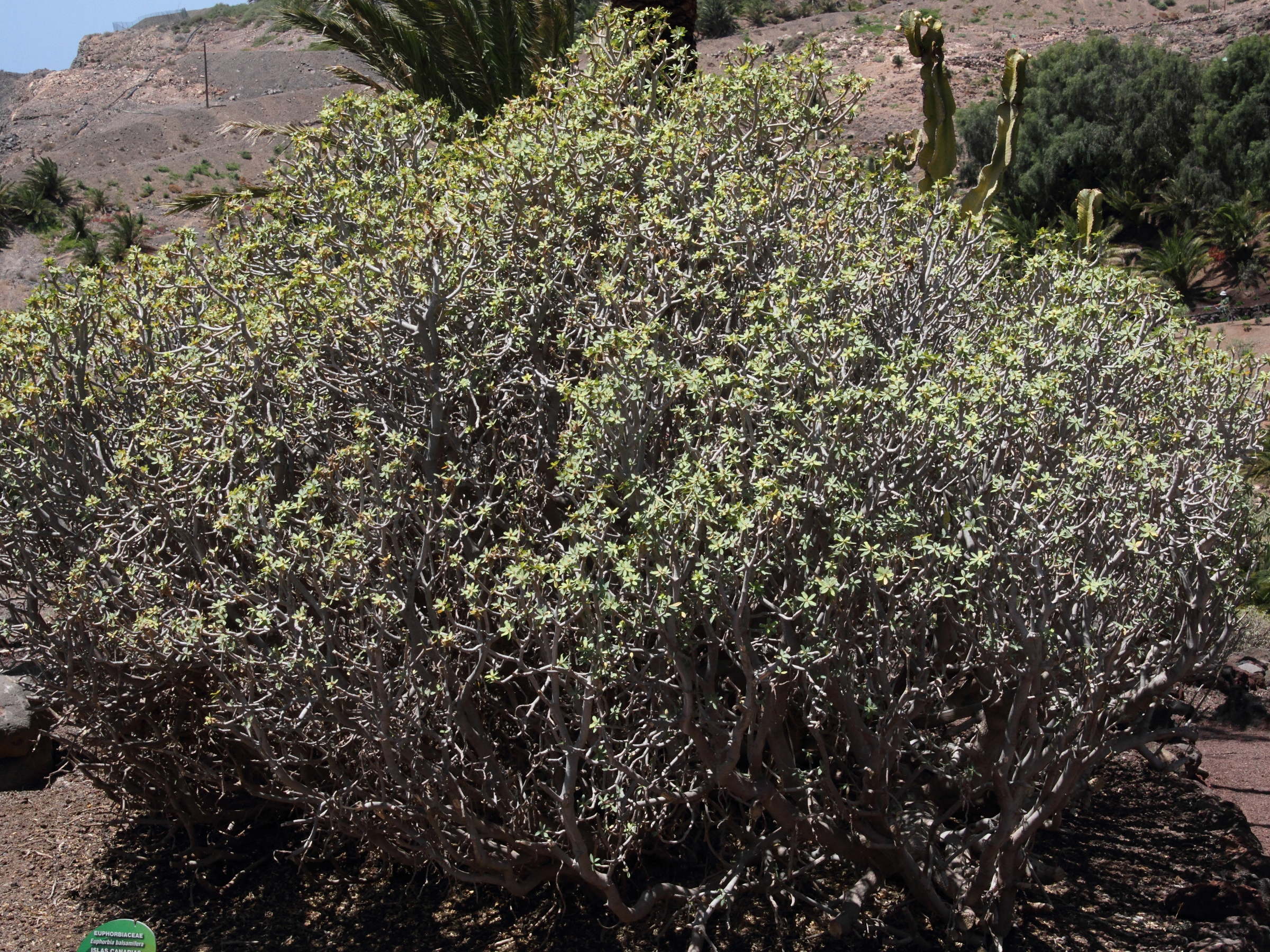 Afficher le média euphorbia_balsamifera1md euphorbia_balsamifera1md