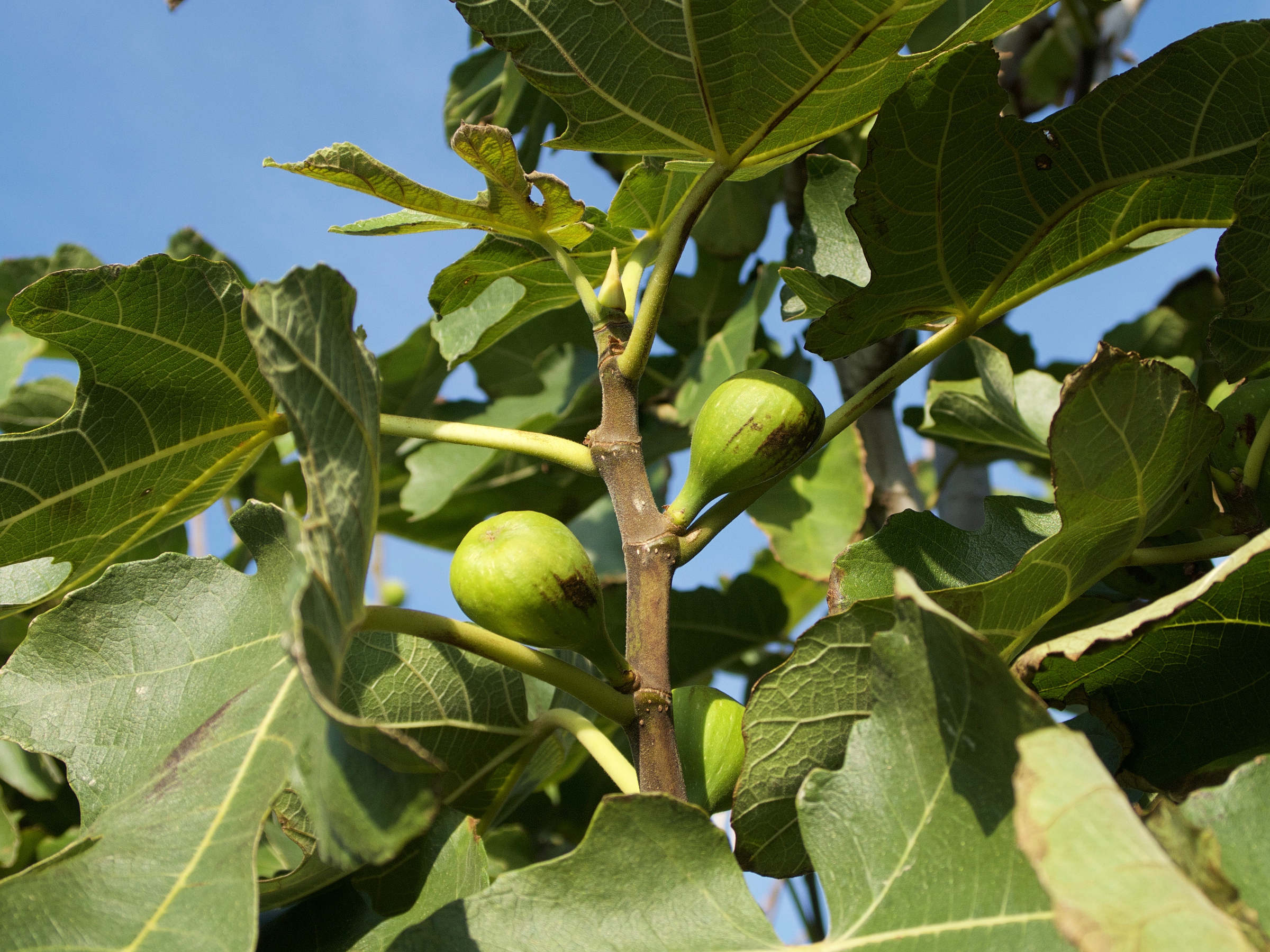 ficus_carica9md