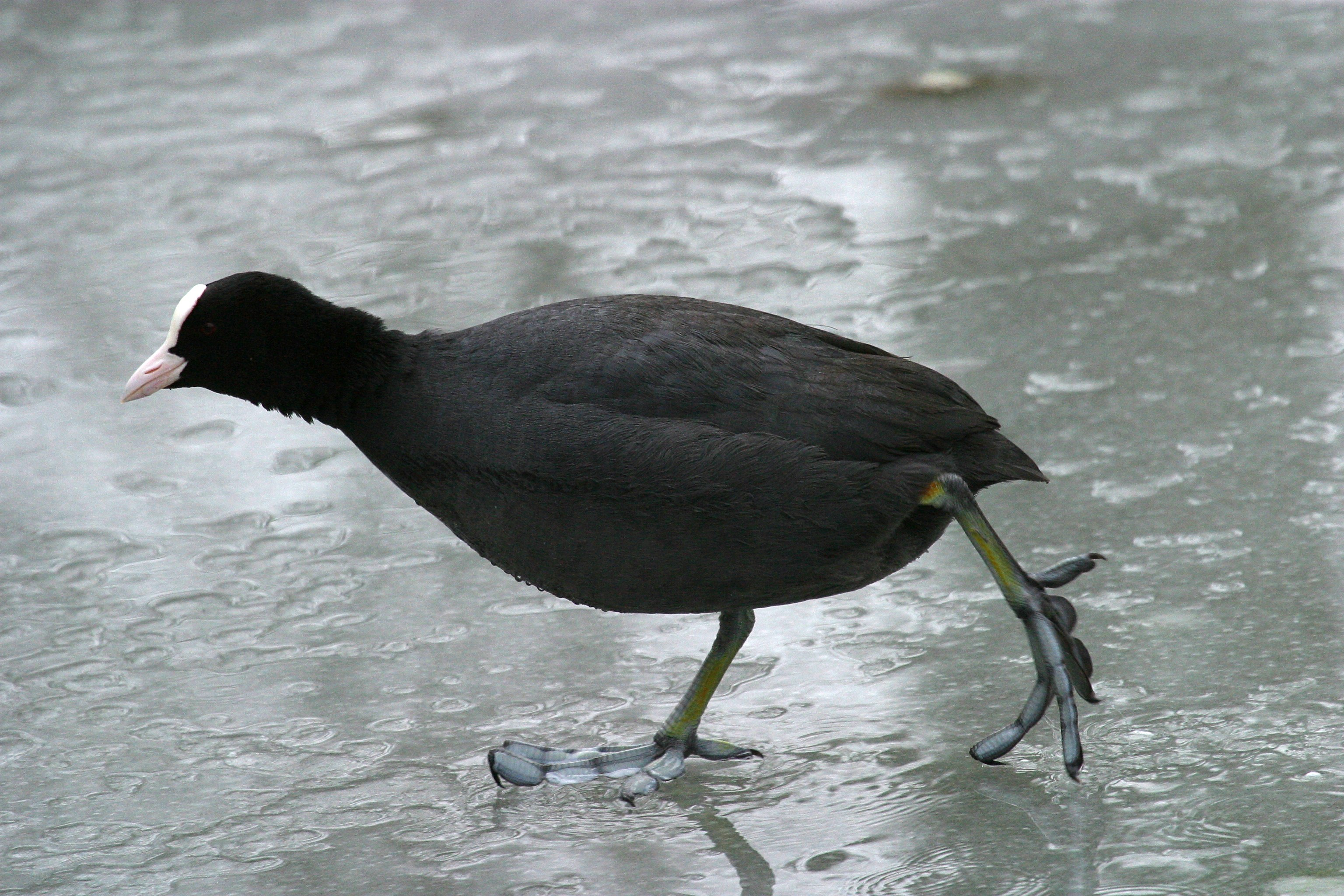 foulque_macroule_-_fulica_atra7bd