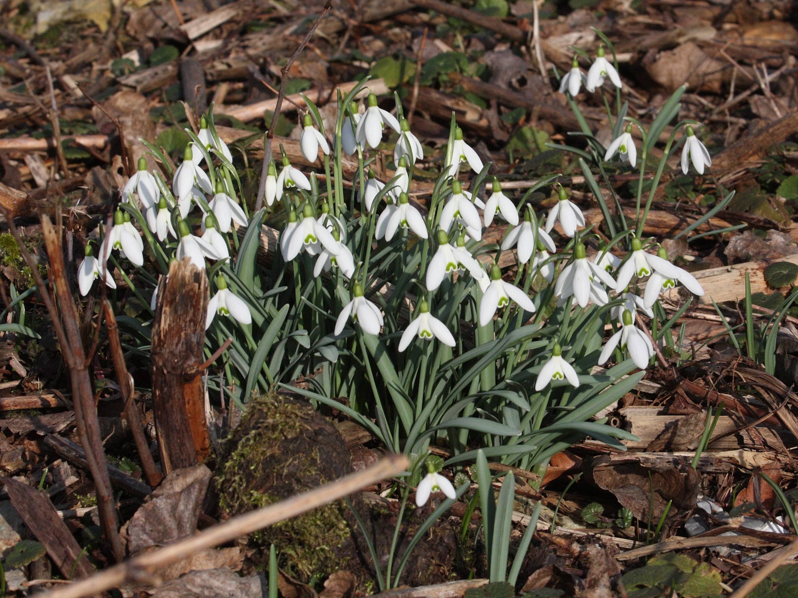 galanthus_nivalis1bmd