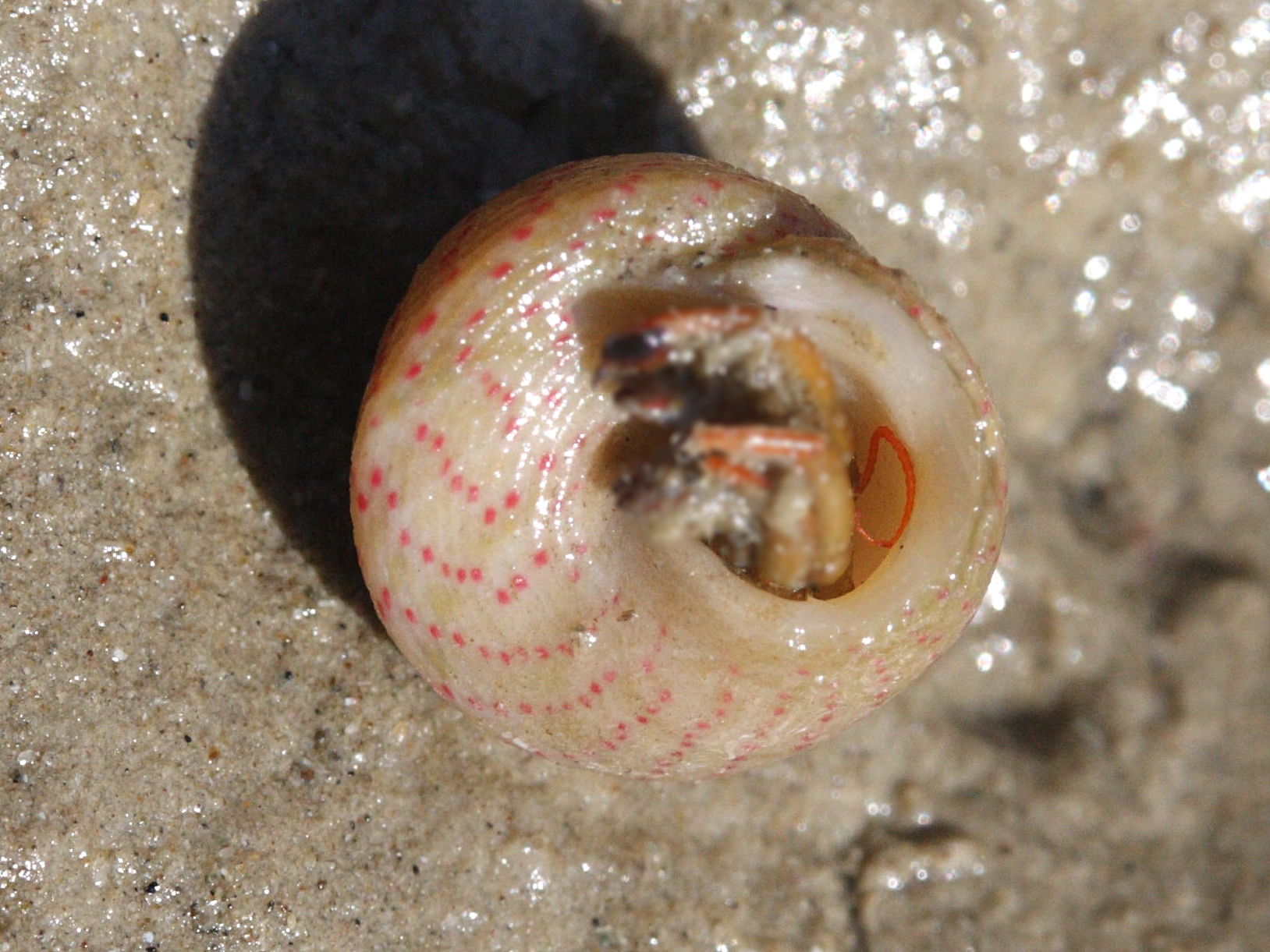 gibbula_rarilineata2md