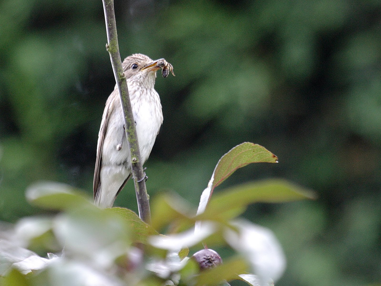 gobemouche_gris_-_muscicapa_striata1bd