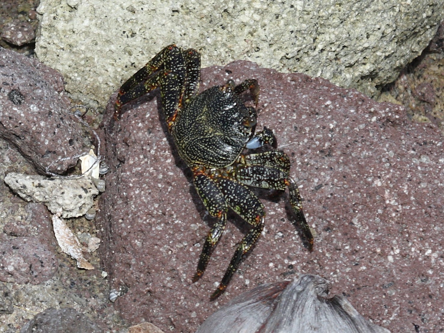 grapsus_grapsus2md