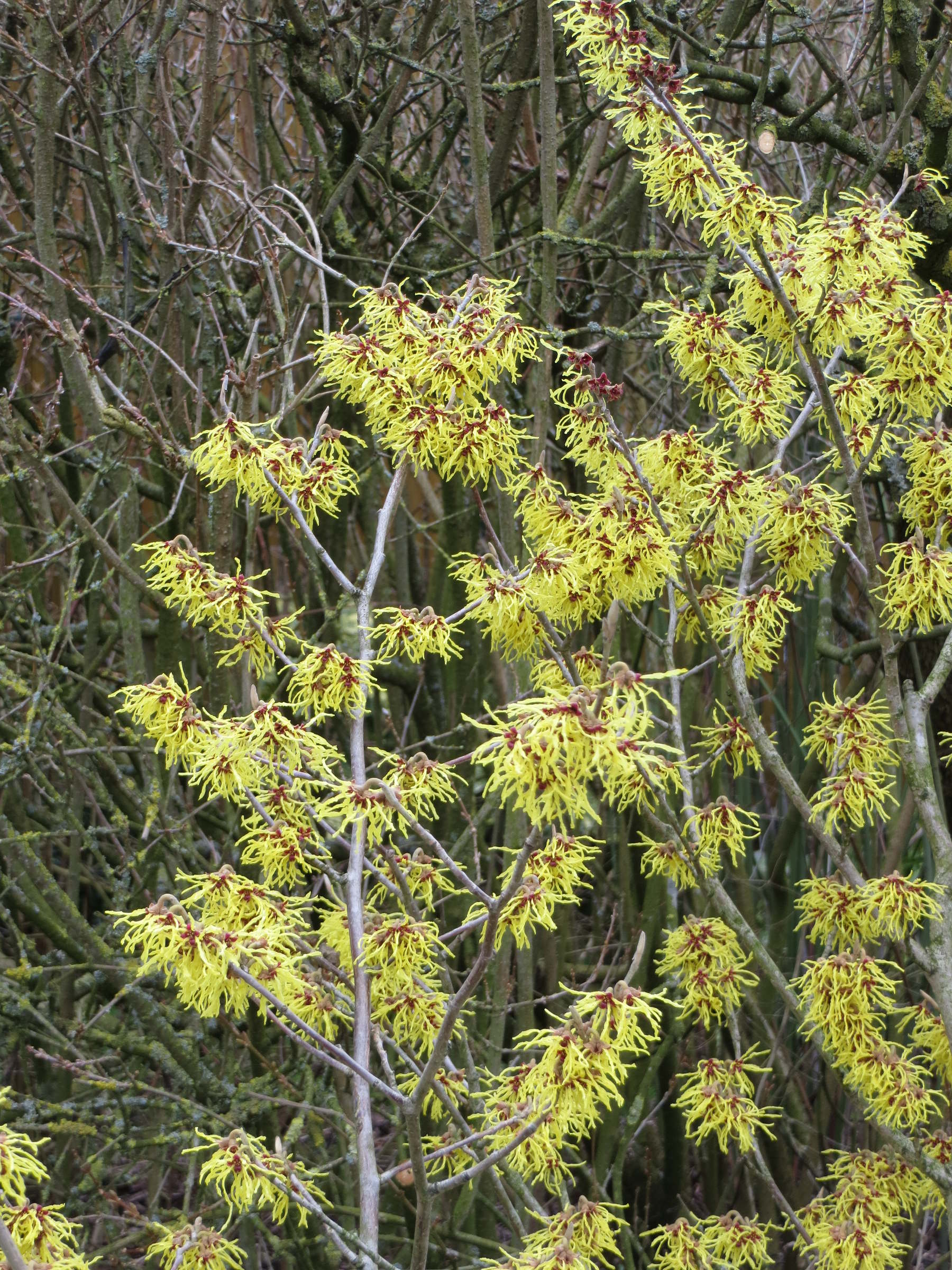 Afficher le média hamamelis_x_intermedia1mv hamamelis_x_intermedia1mv