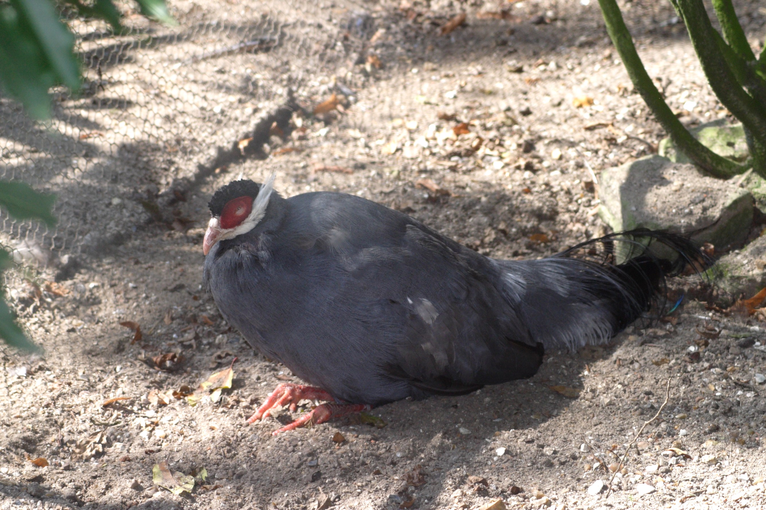 hokki_bleu_-_crossoptilon_auritum1bd