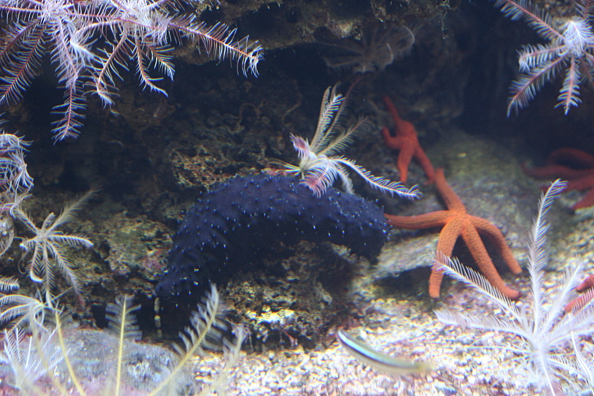 holothuria_forskali2md