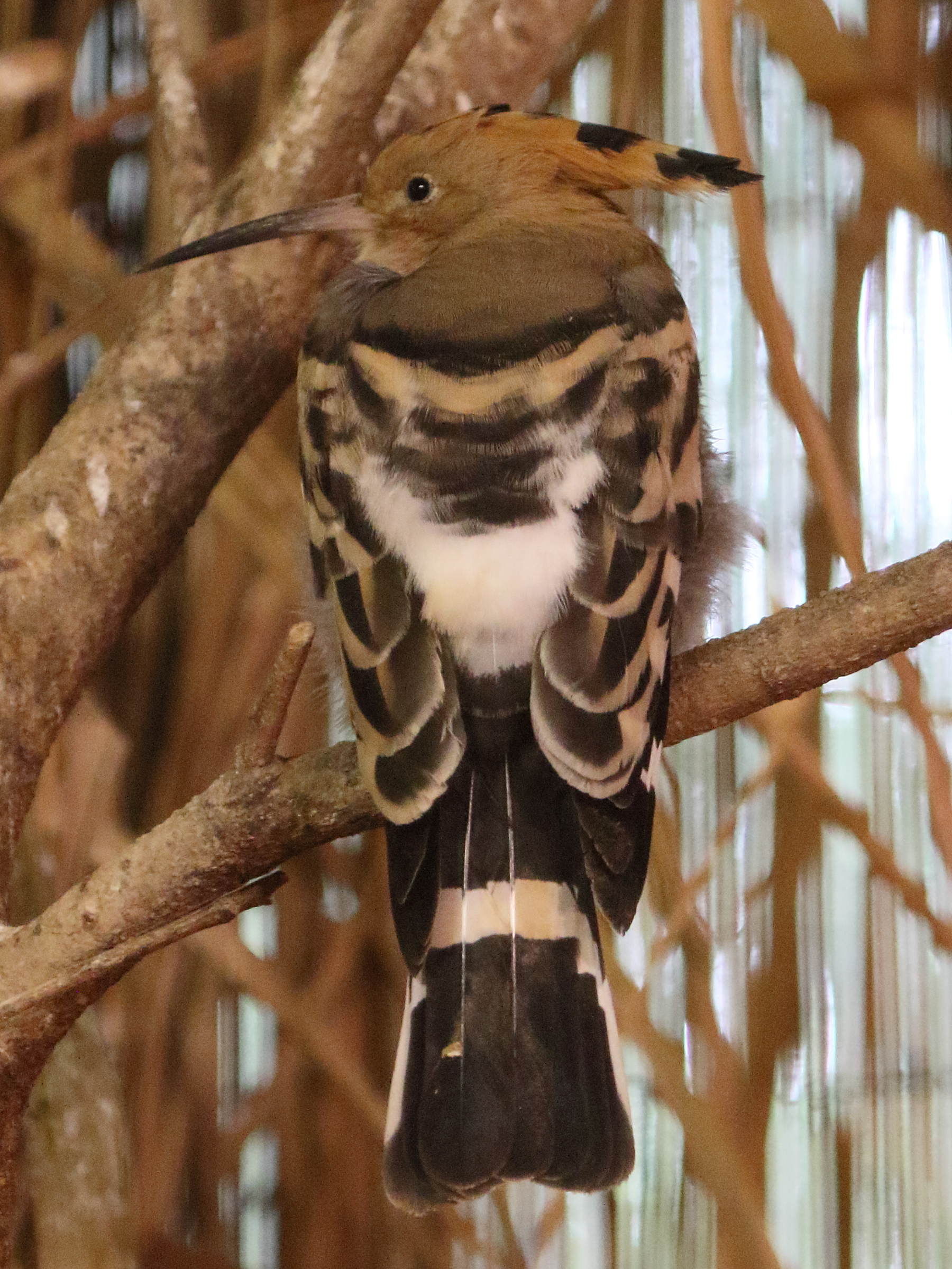 huppe_fasciee_-_upupa_epops6bd