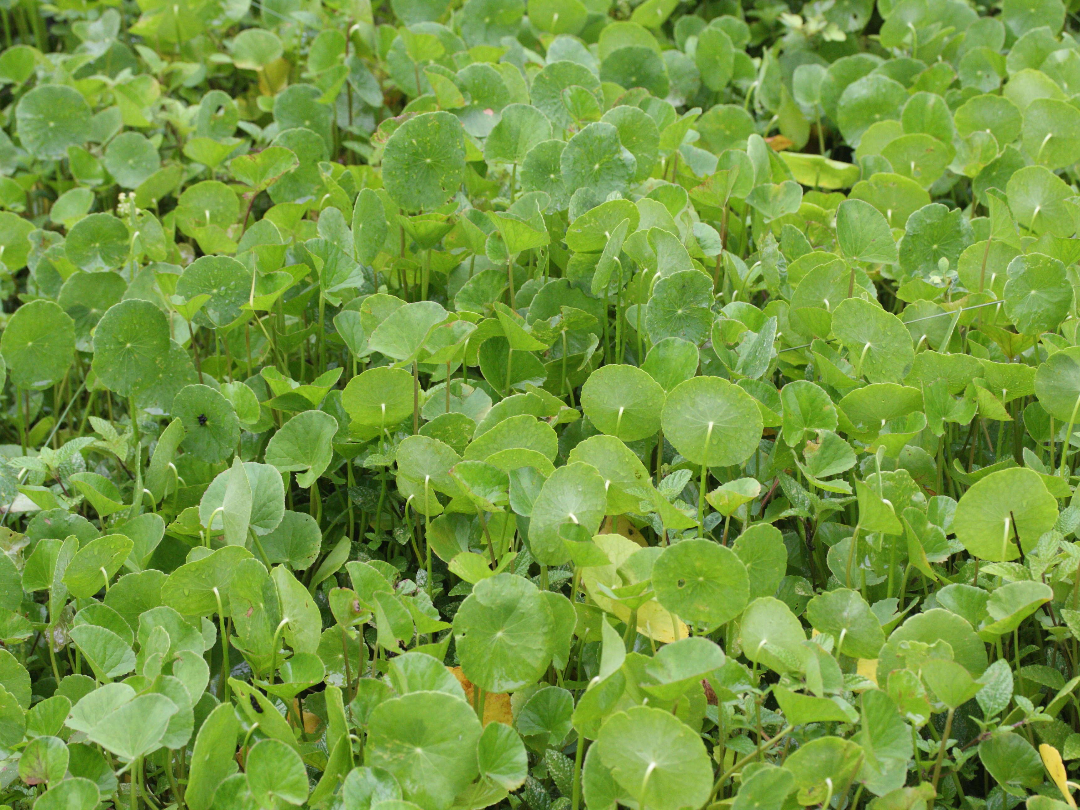 Afficher le média hydrocotyle_verticillata1md hydrocotyle_verticillata1md