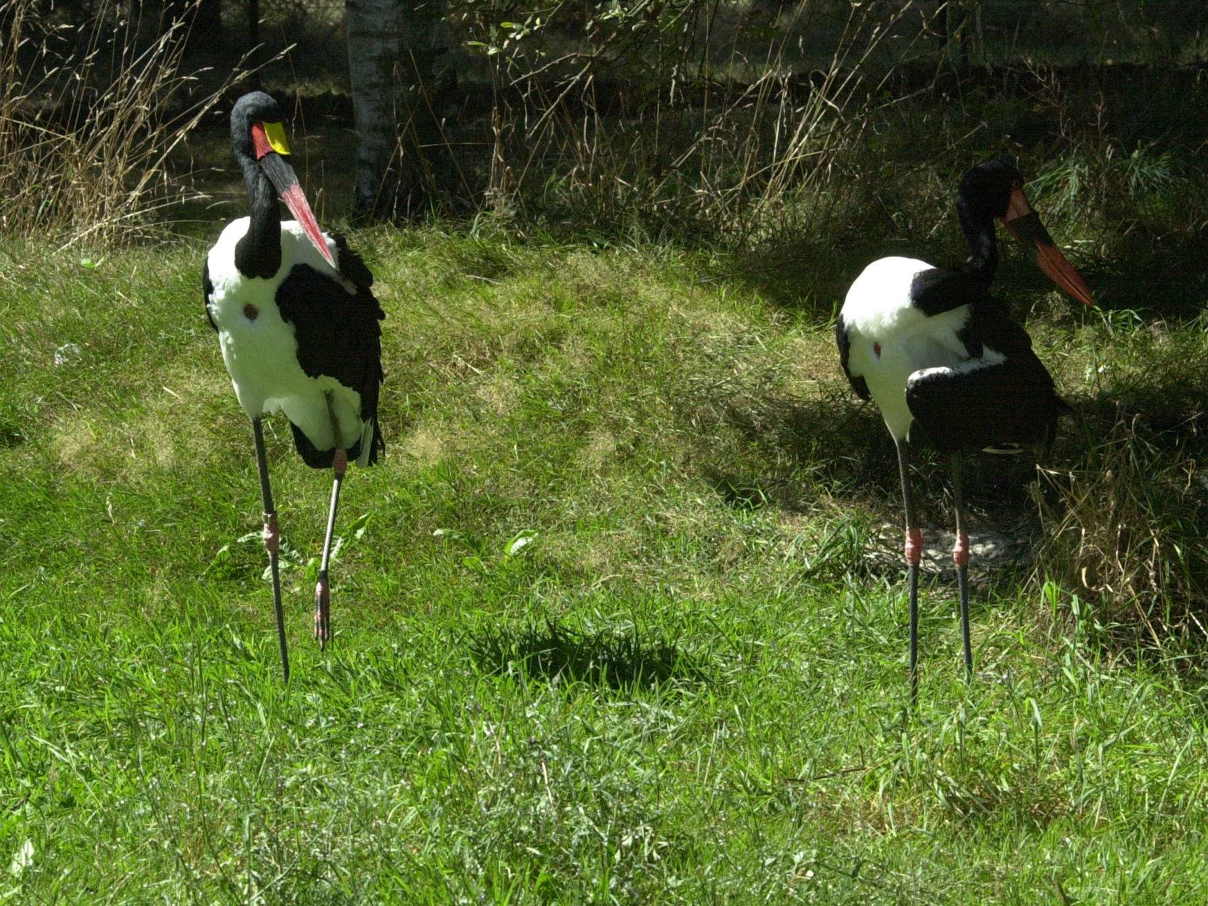 jabiru_d-afrique_-_ephippiorhynchus_senegalensis1md