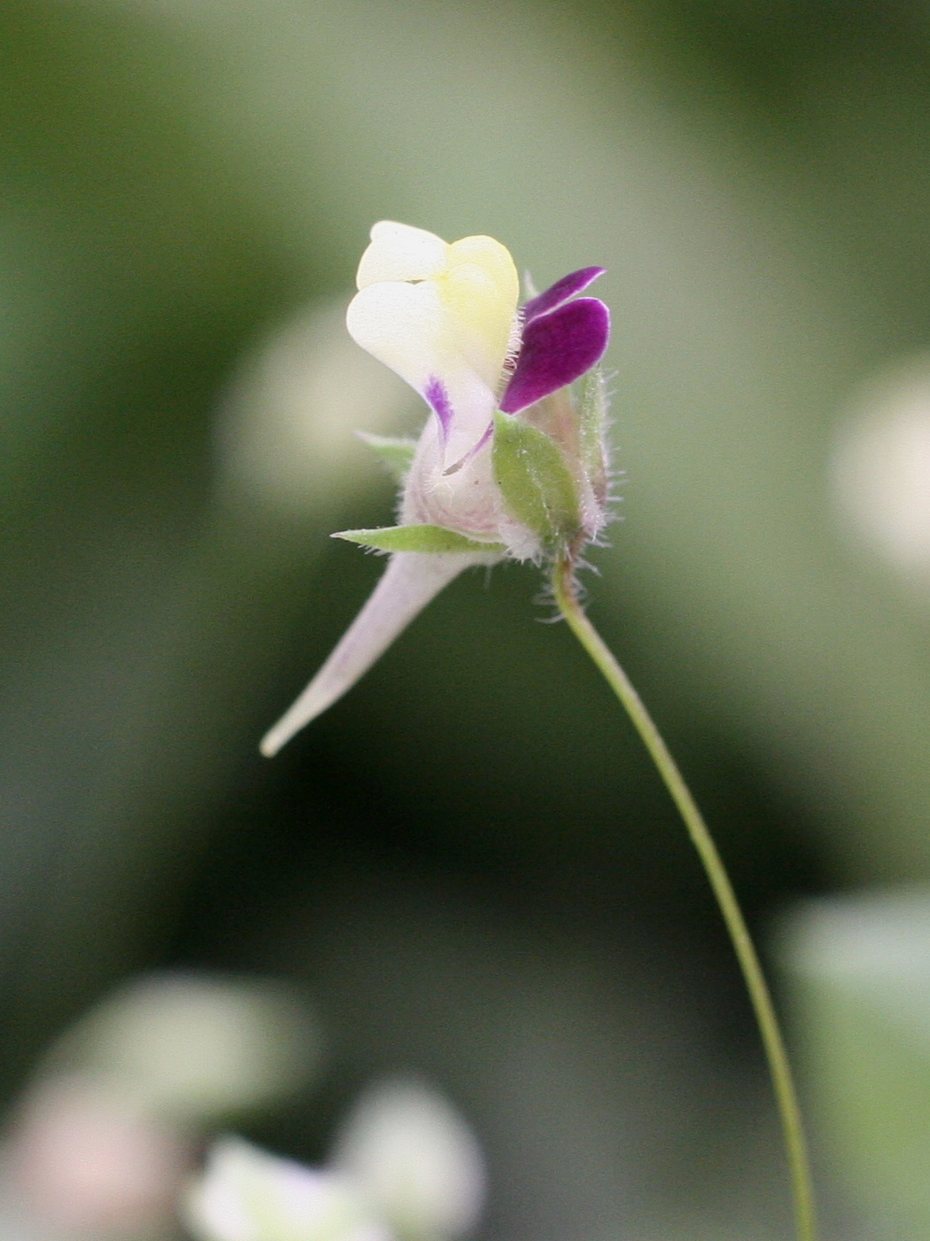 Afficher le média Kikkxia_elatine Kikkxia_elatine