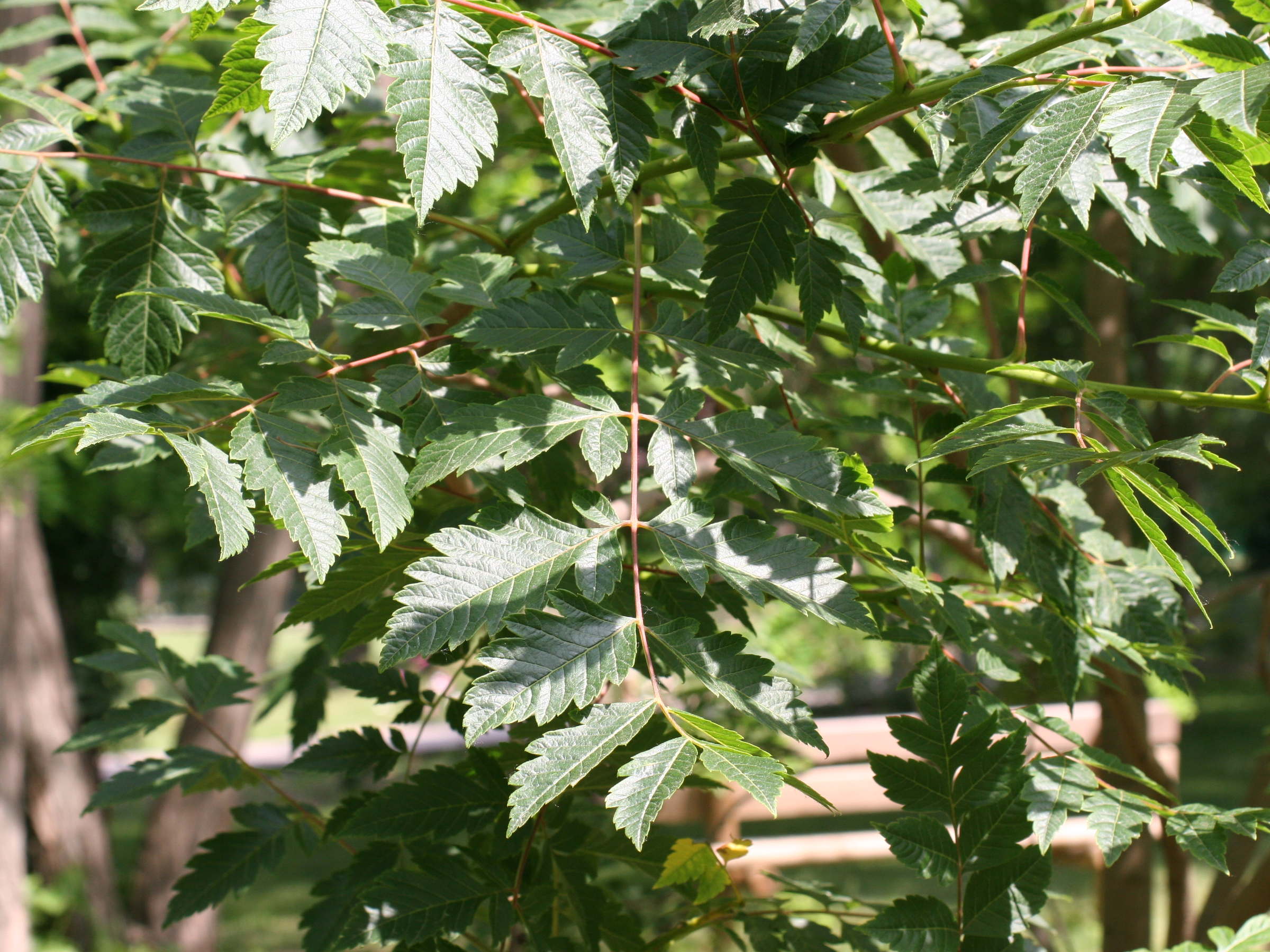 koelreuteria_paniculata2amd