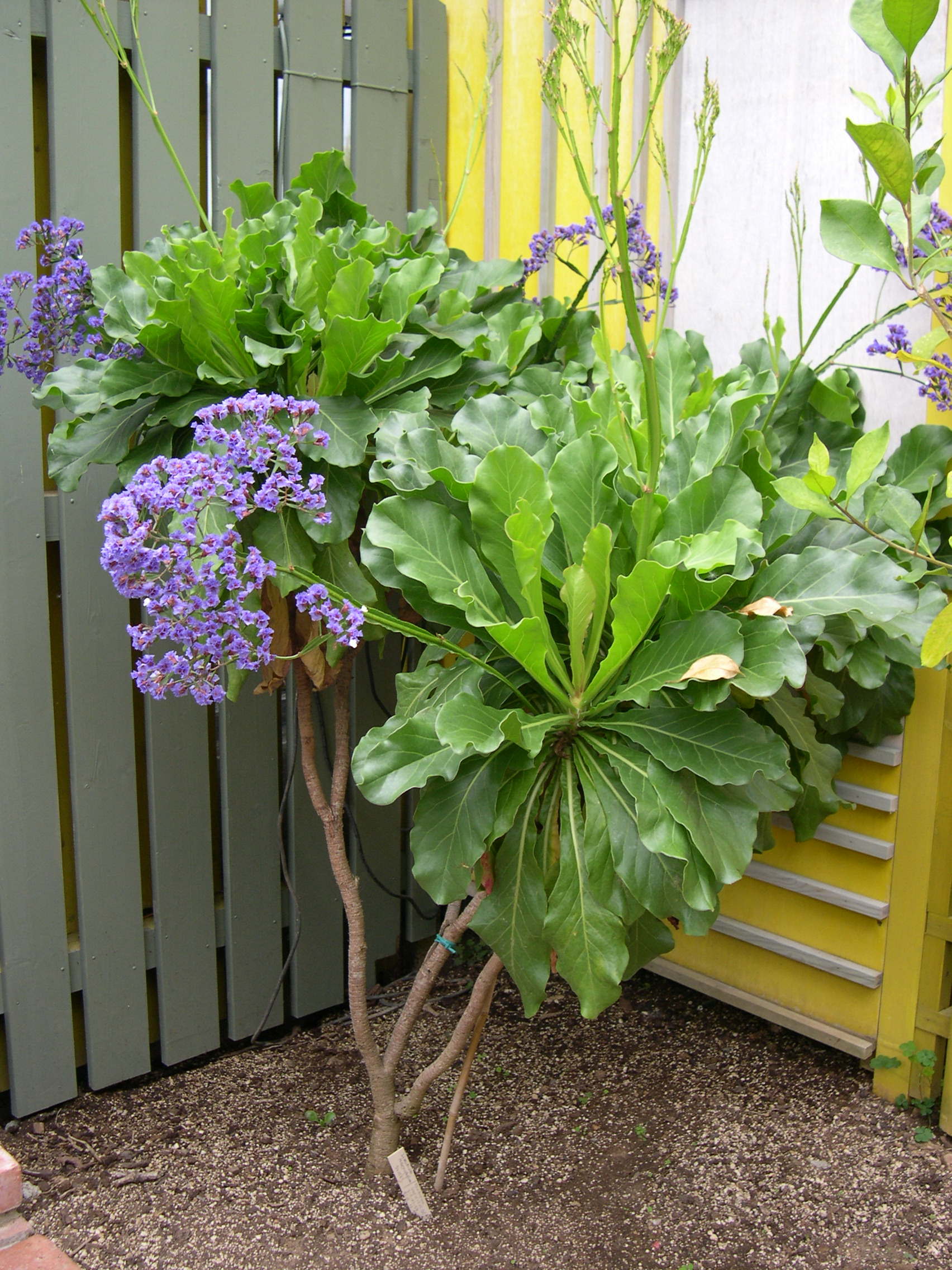 Afficher le média limonium_macrophyllum4md limonium_macrophyllum4md