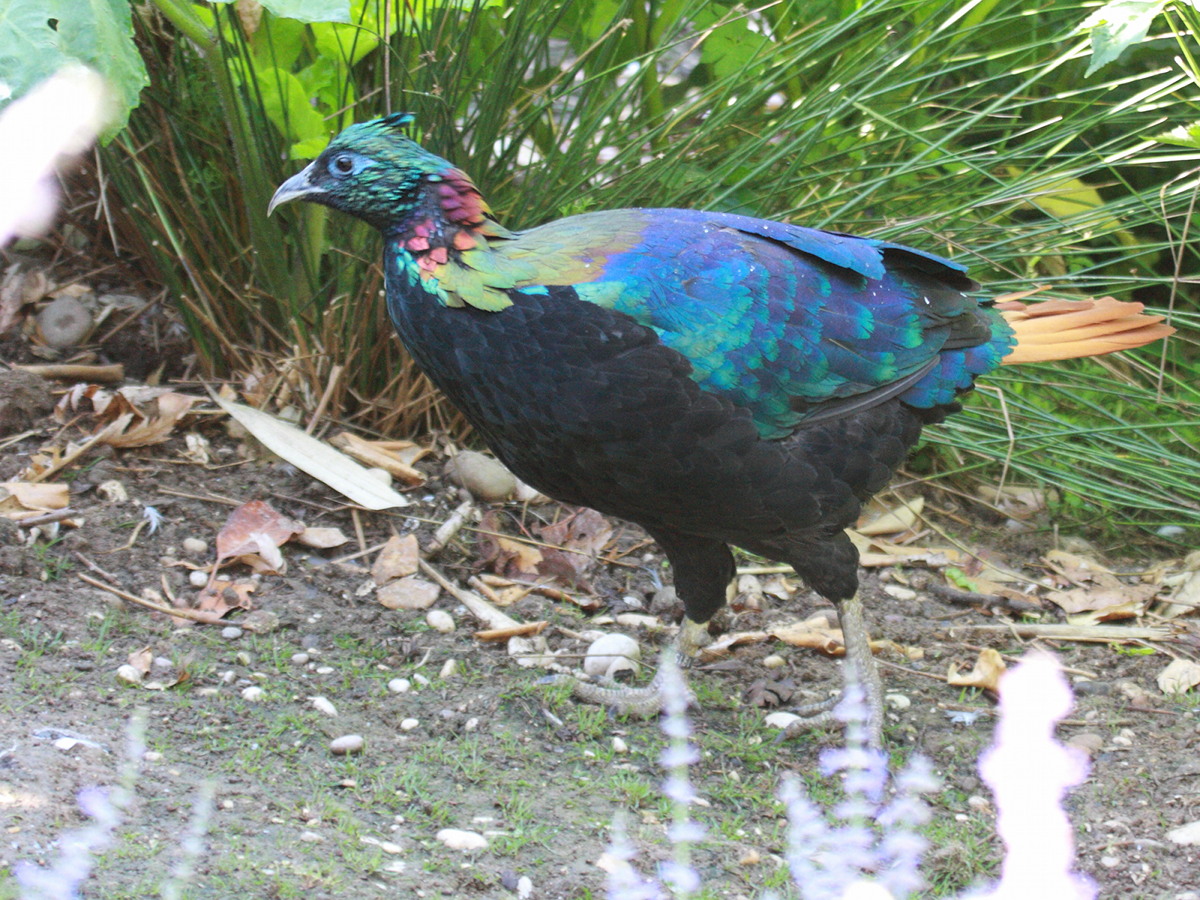 lophophore_resplendissant_-_lophophorus_impejanus2bd