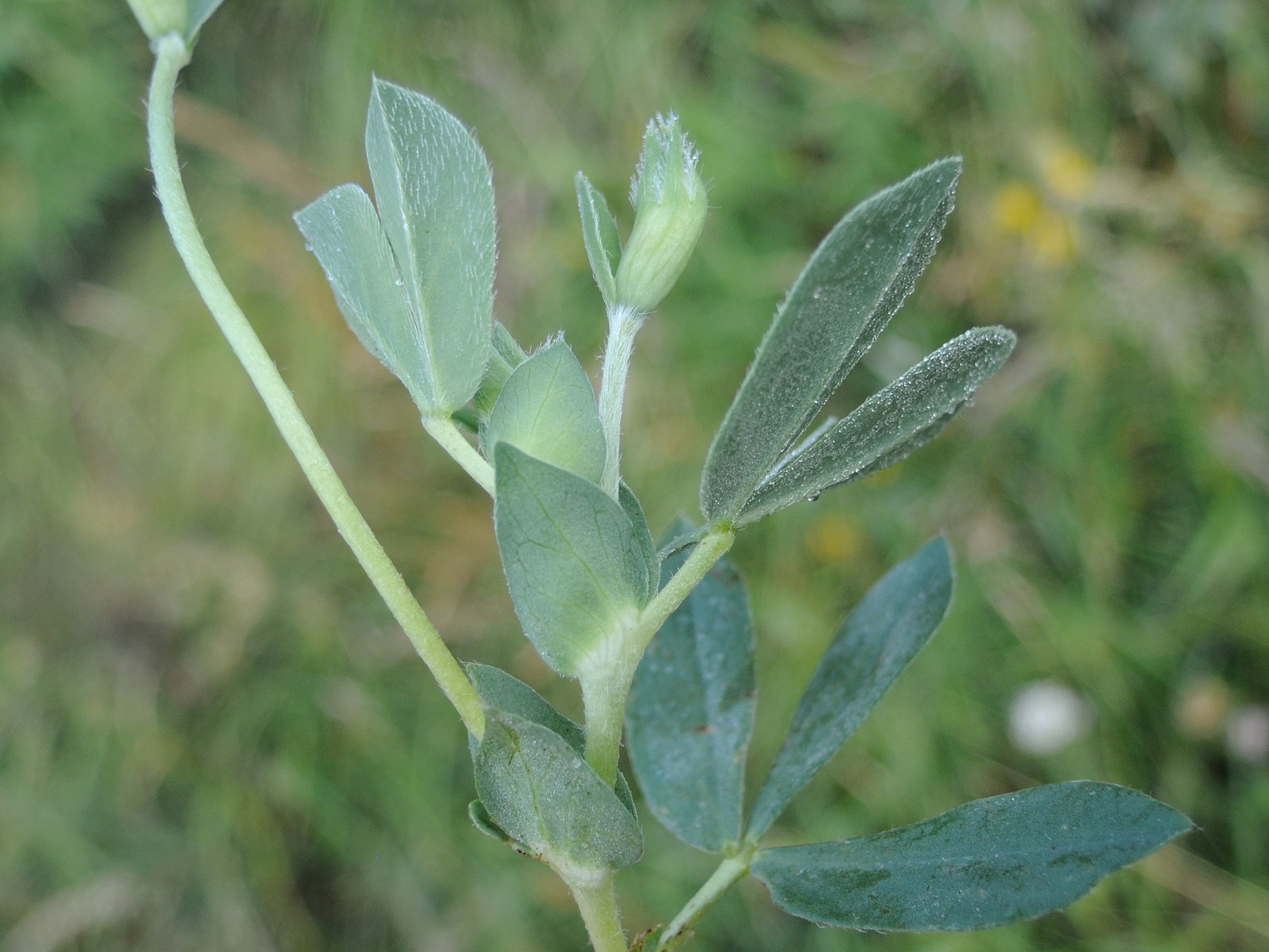 Afficher le média lotus_maritimus6md lotus_maritimus6md