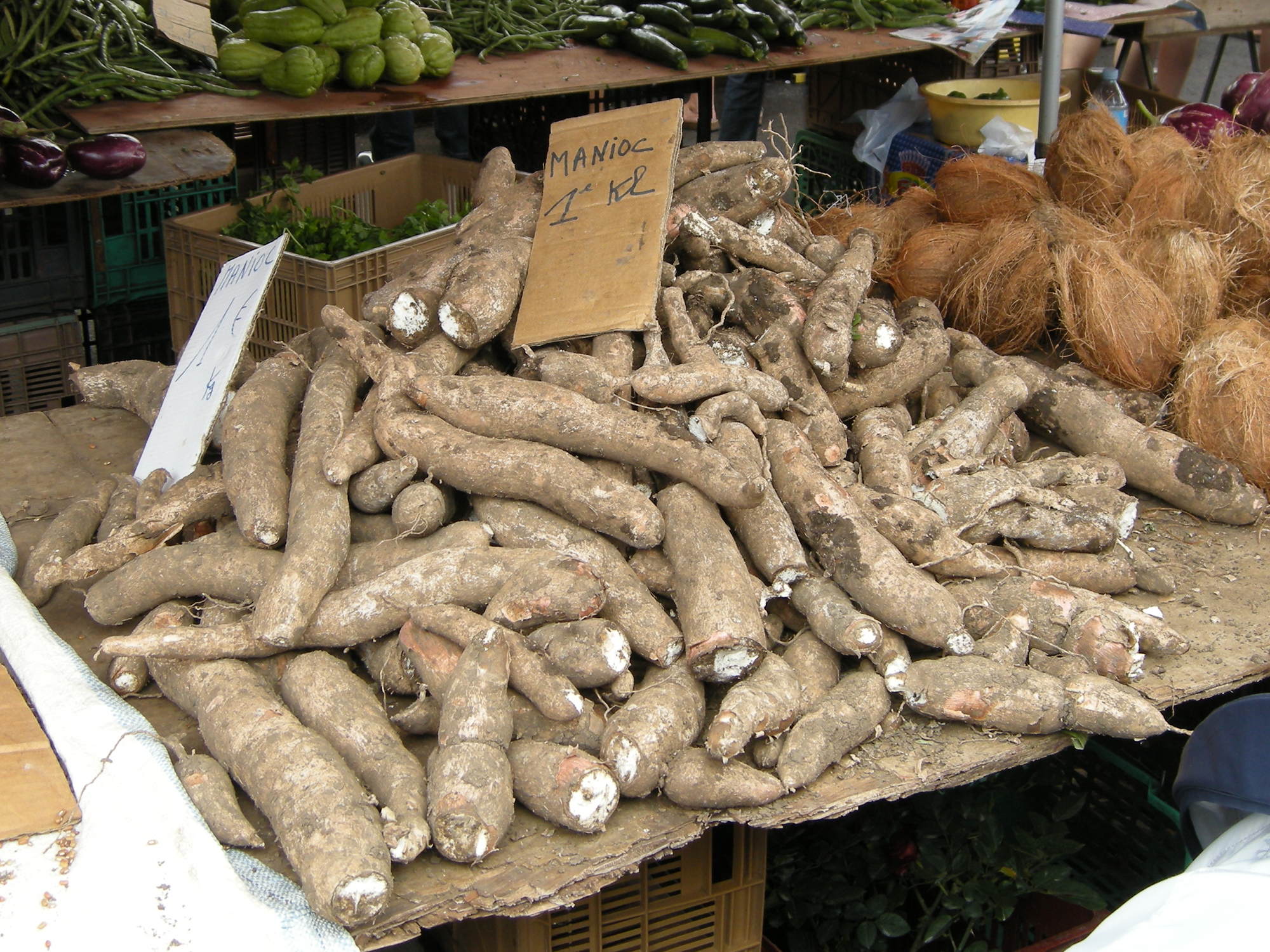 Afficher le média manihot_esculenta4md manihot_esculenta4md