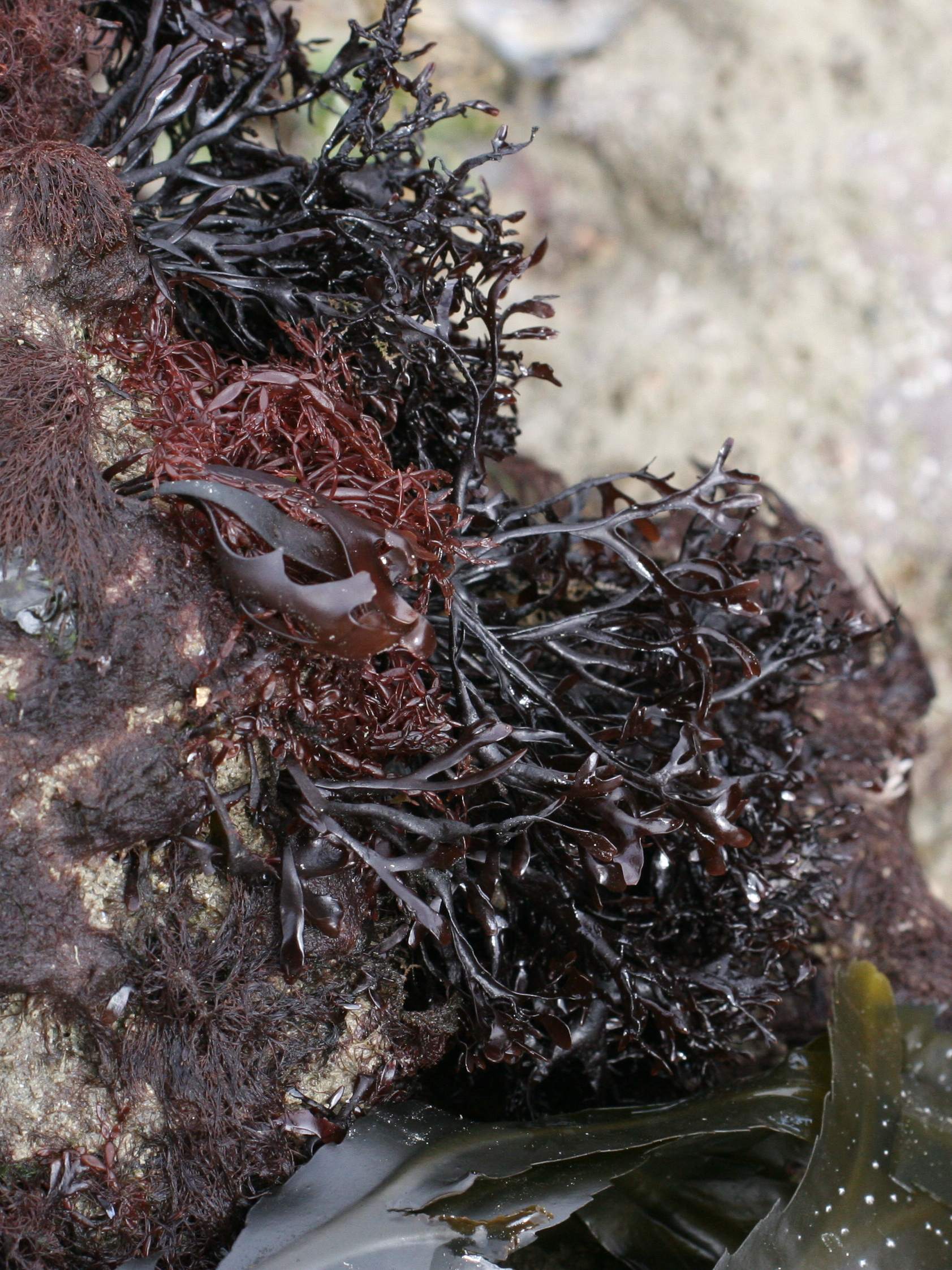 mastocarpus_stellatus2md