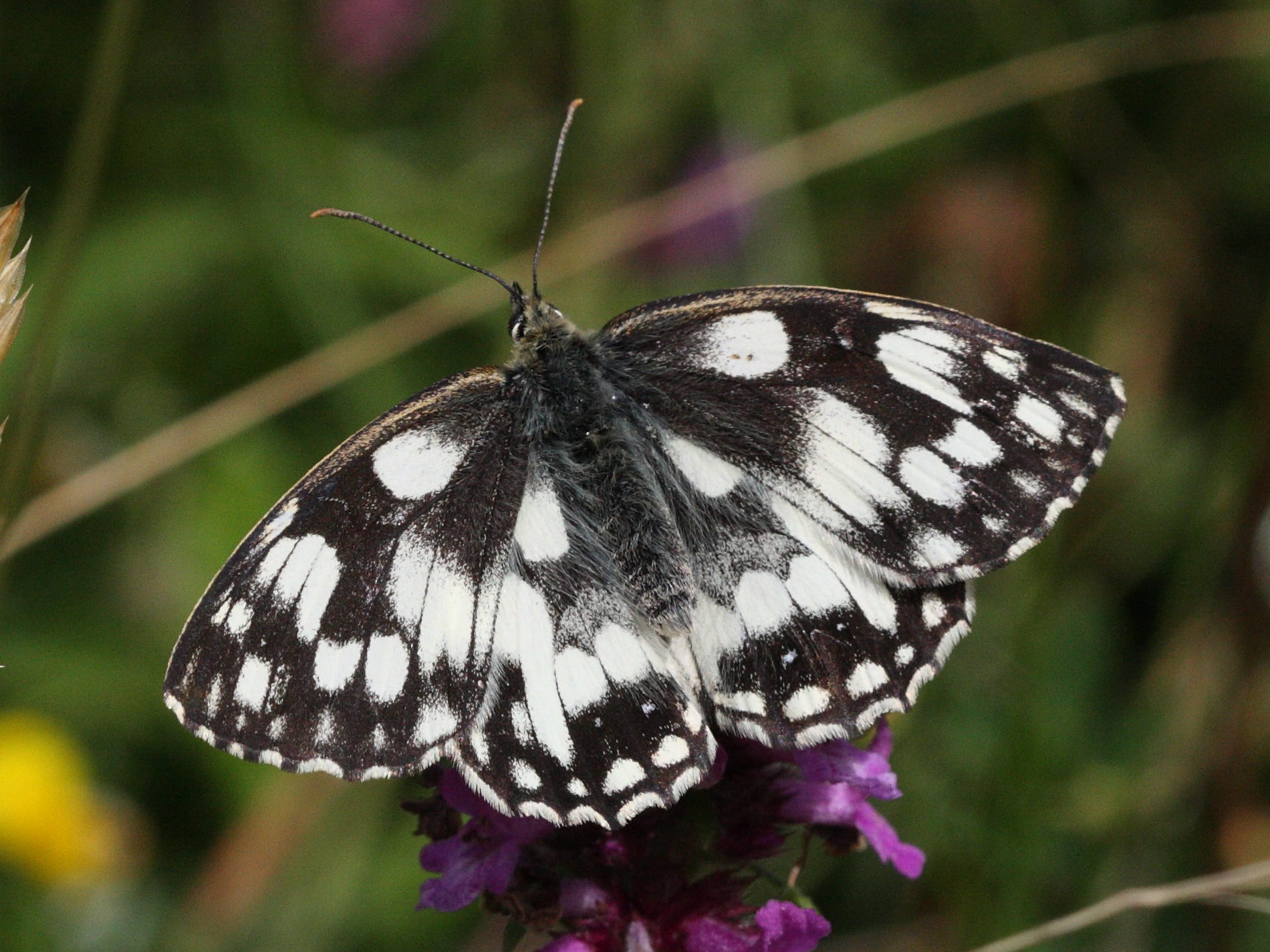 melanargia_galathea3bd