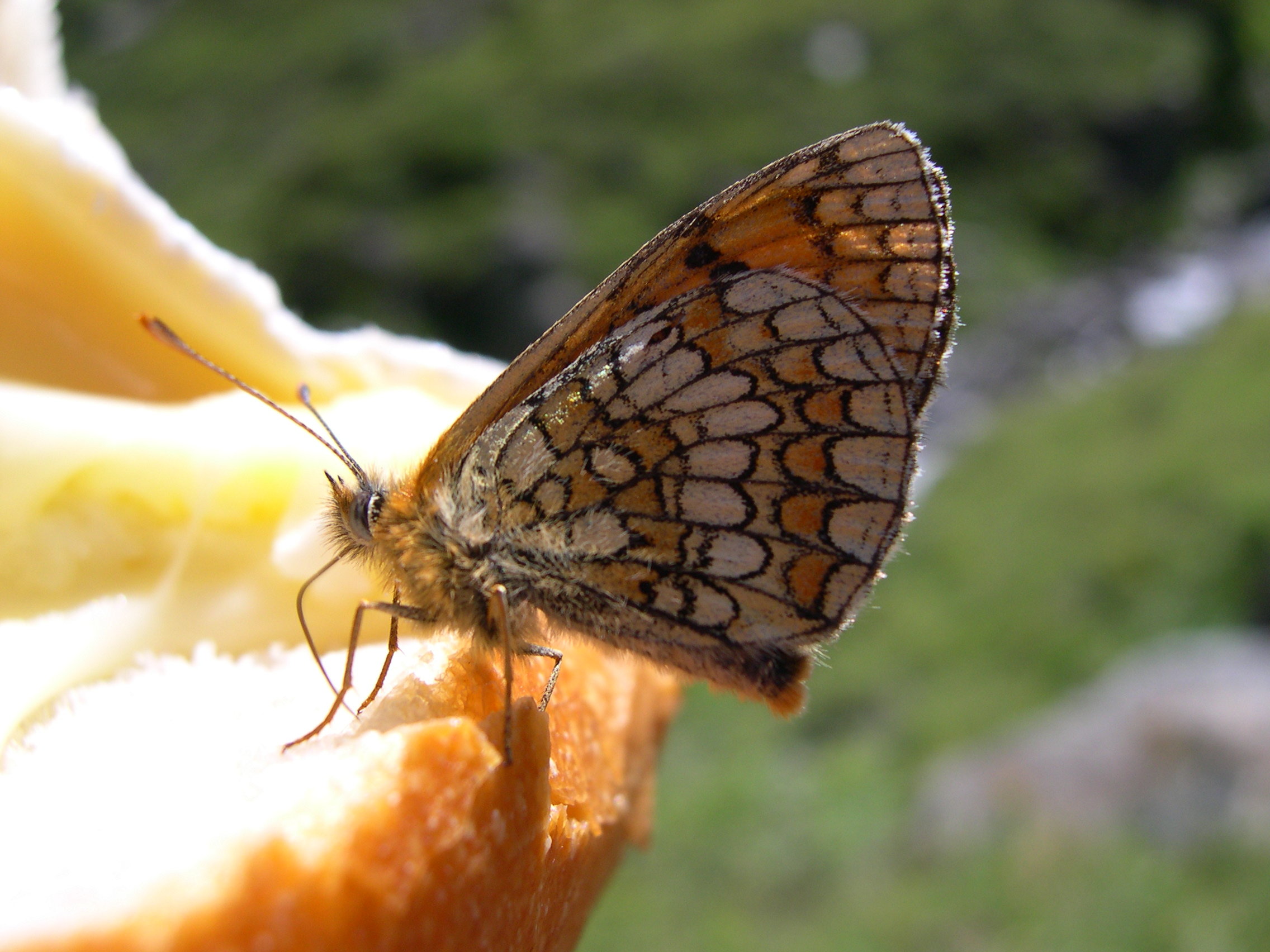 Afficher le média melitaea_athalia4md melitaea_athalia4md