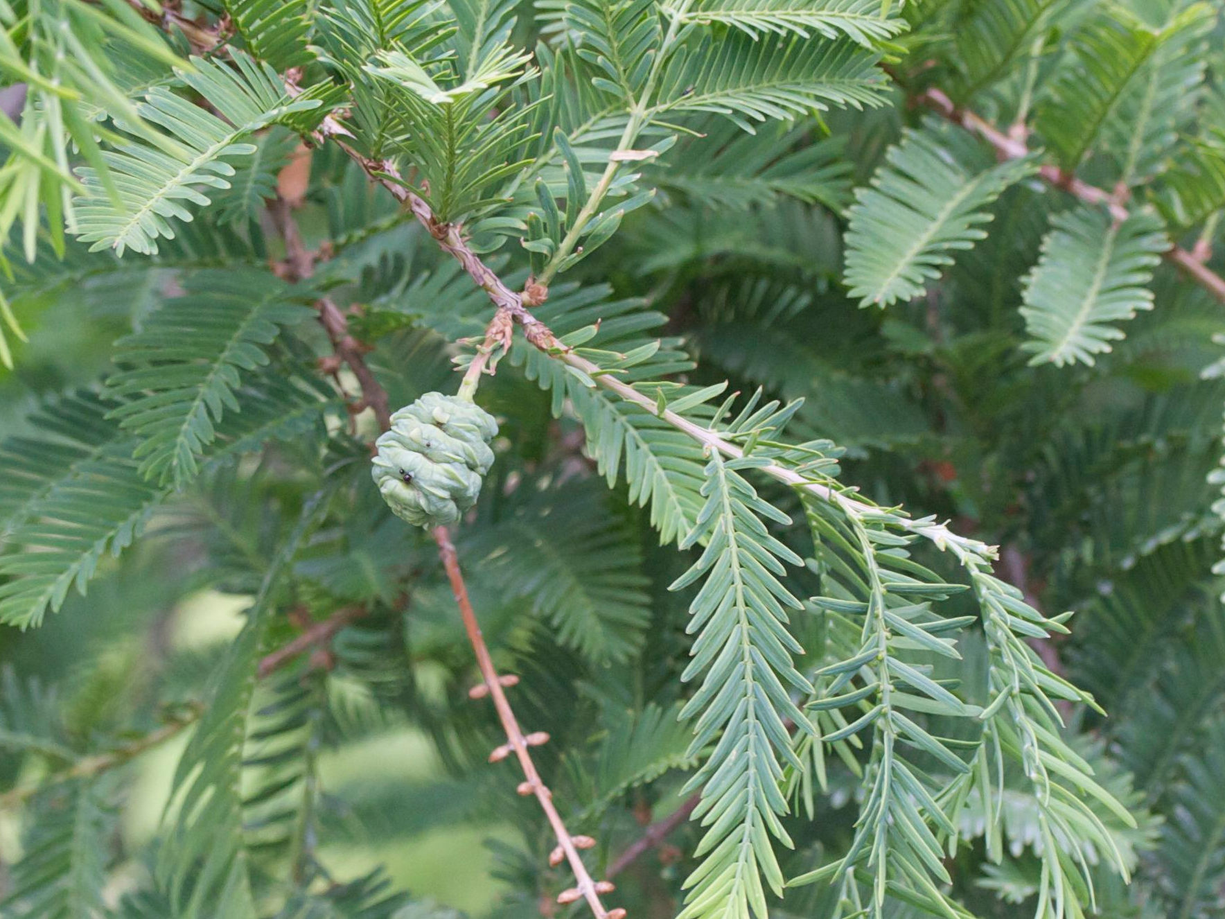 metasequoia_glyptostroboides4bmd