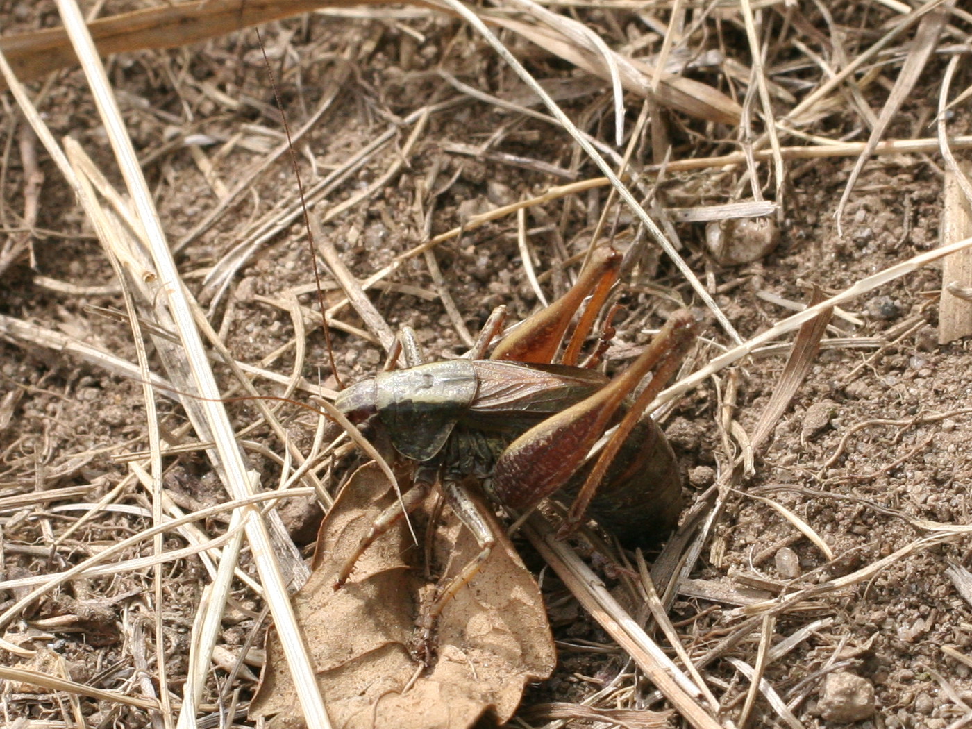 metrioptera_saussuriana4md