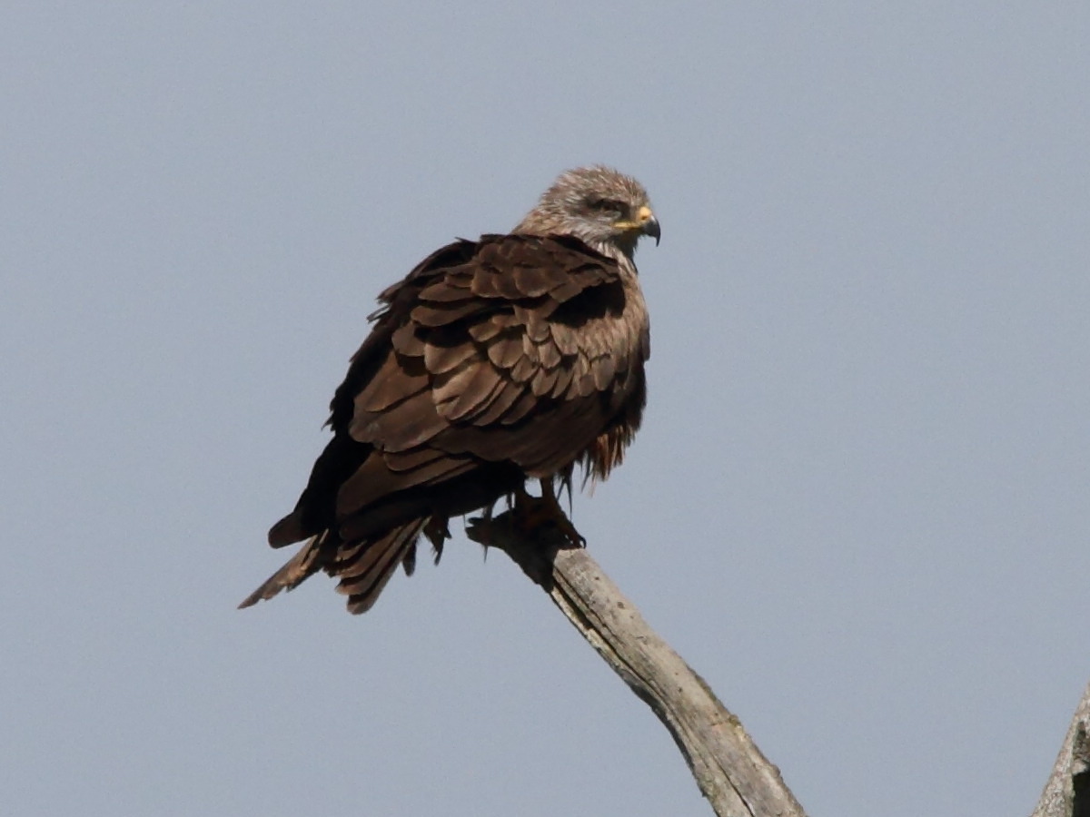 milan_noir_-_milvus_migrans5bd