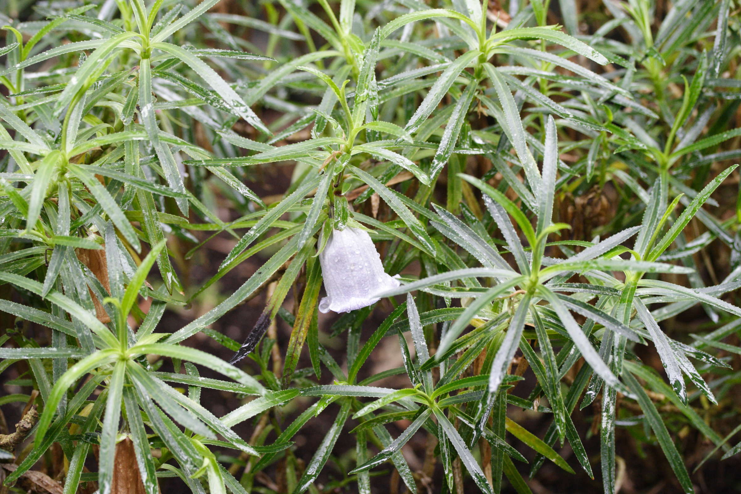 Afficher le média nesocodon_mauritianus1md nesocodon_mauritianus1md