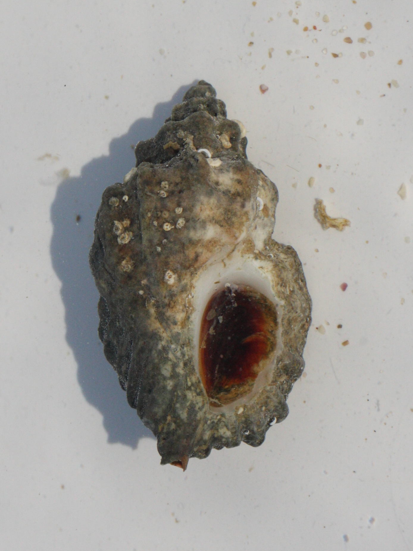 ocenebra_erinacea2md