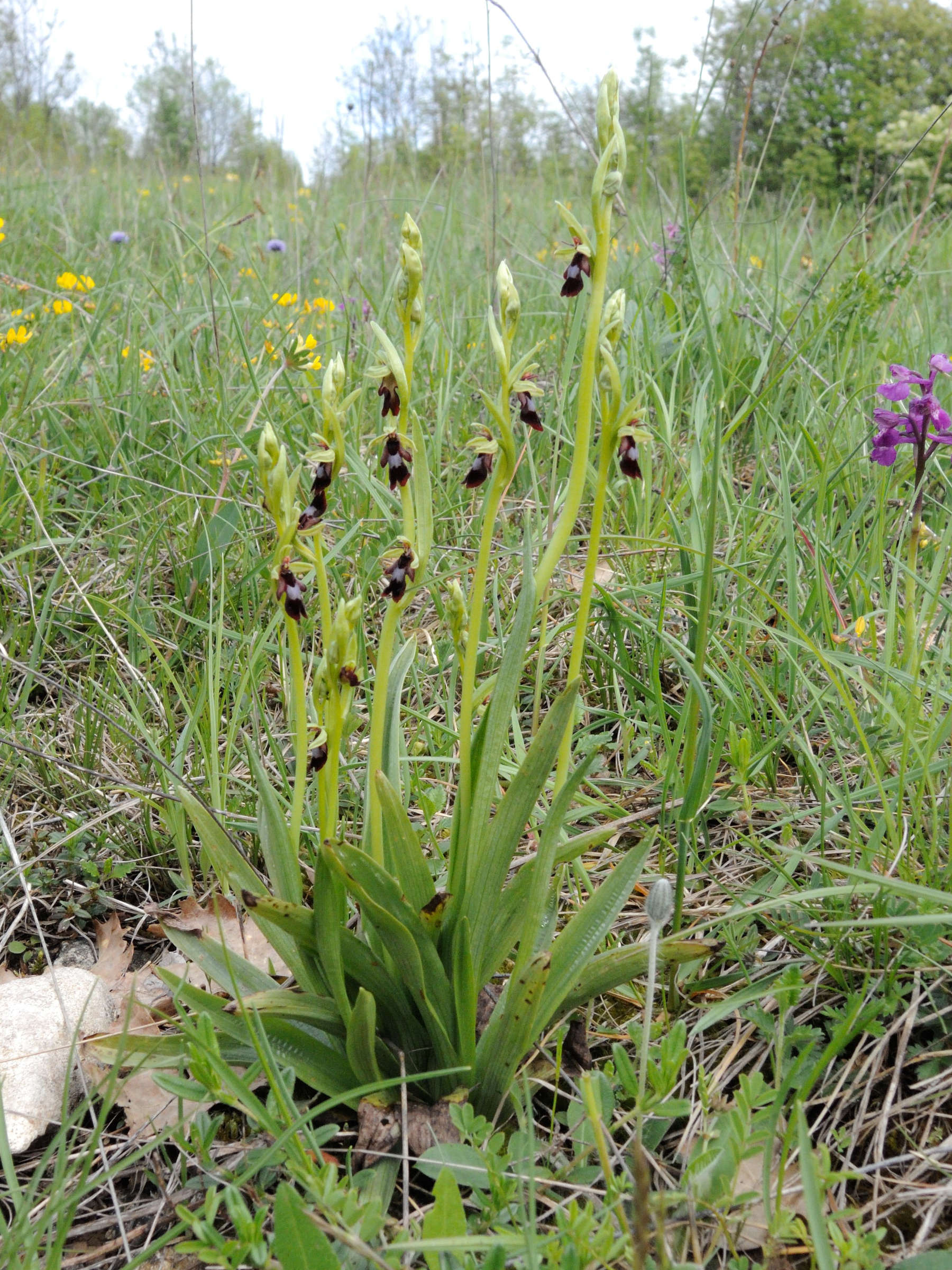 Afficher le média ophrys_insectifera4md ophrys_insectifera4md