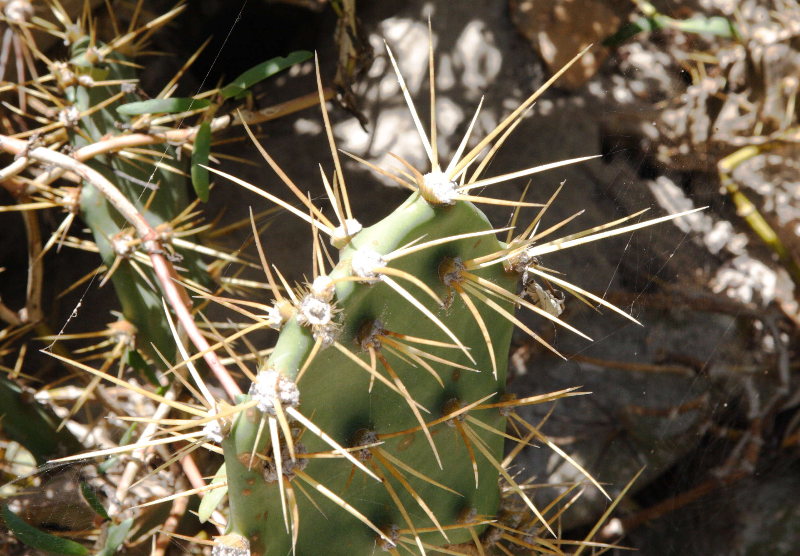 opuntia_dillenii2md