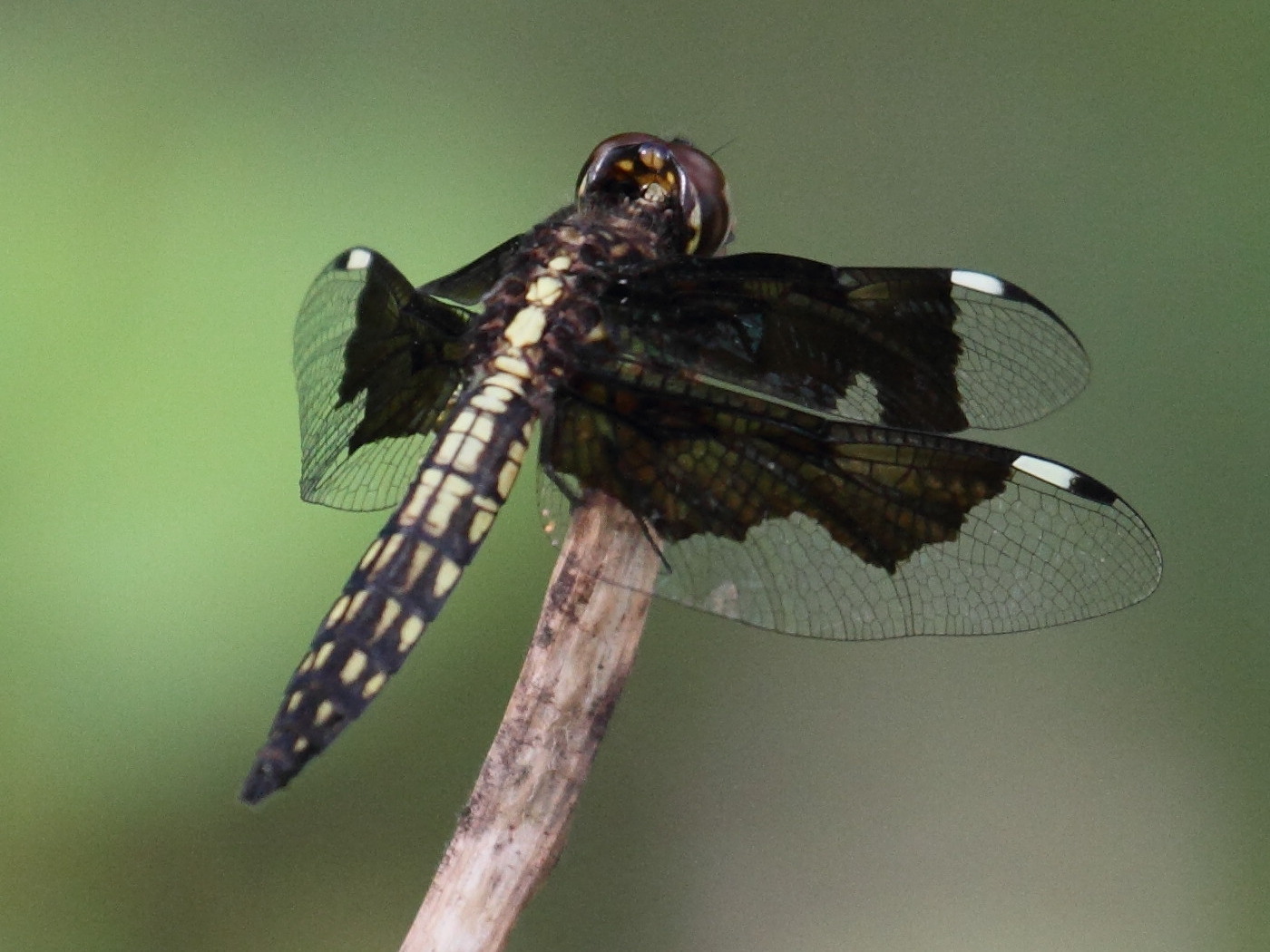 palpopleura_lucia4bd