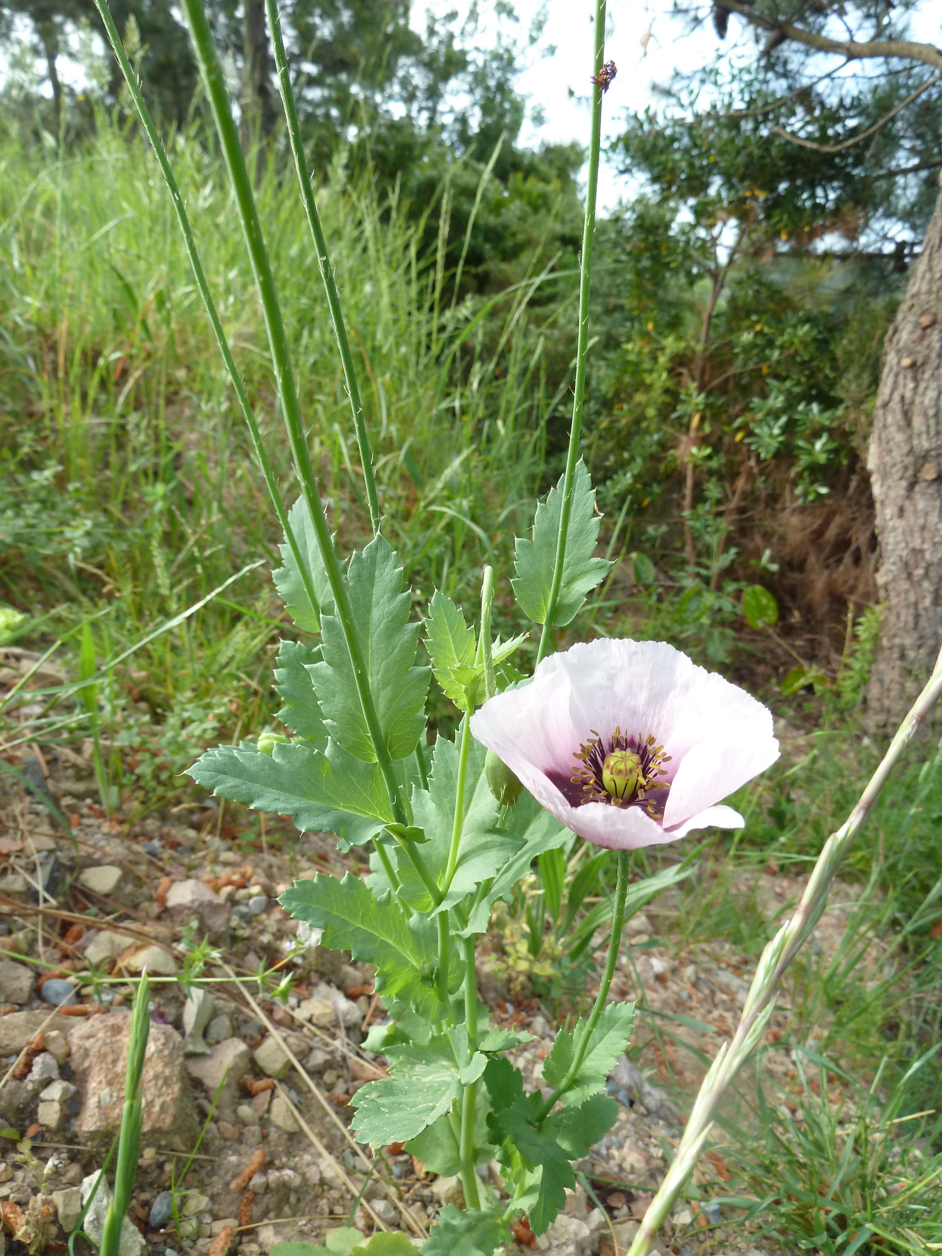 Afficher le média papaver_somniferum2gv papaver_somniferum2gv